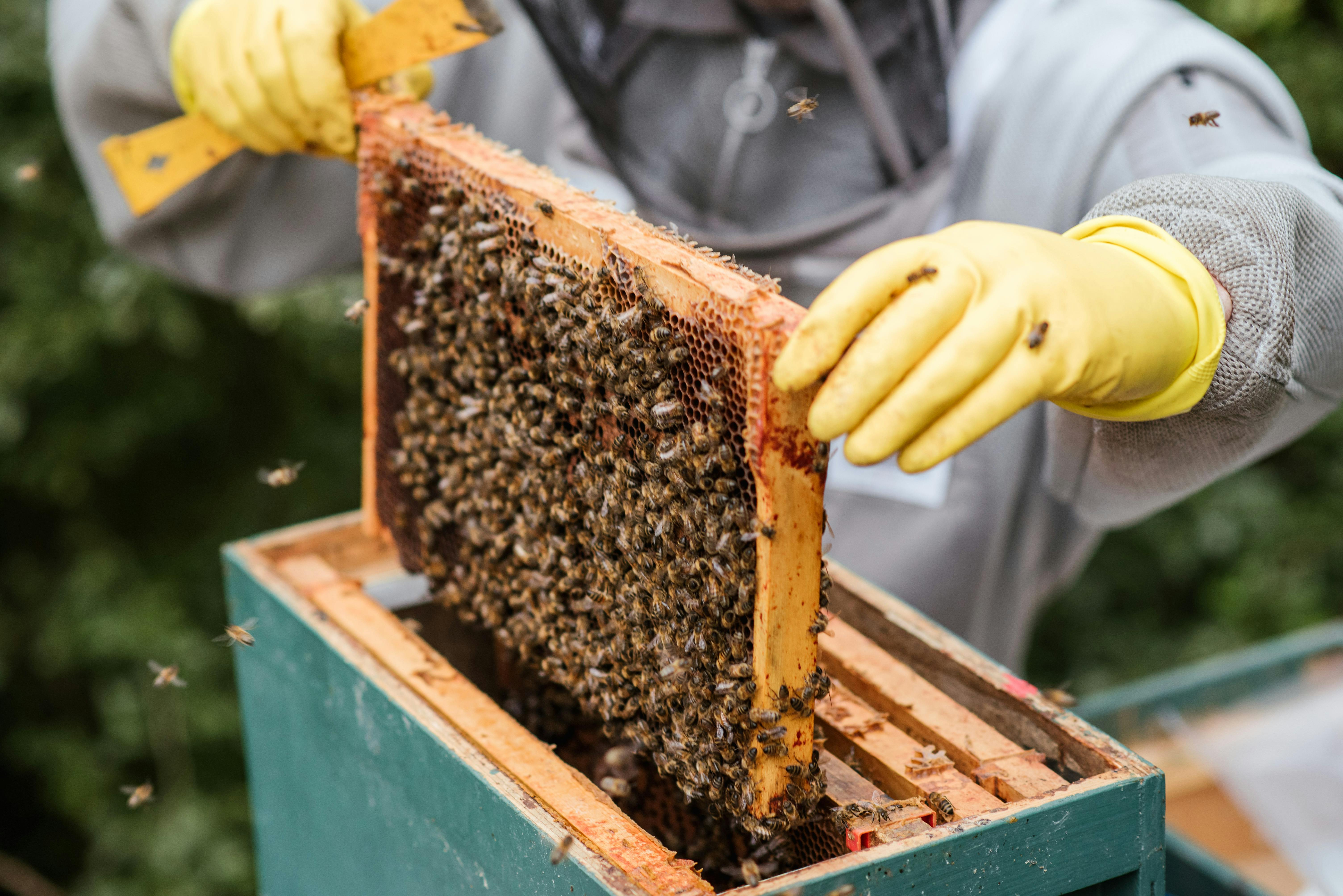 Agriculteur prenant le rayon de miel de la ruche | Source : Pexels