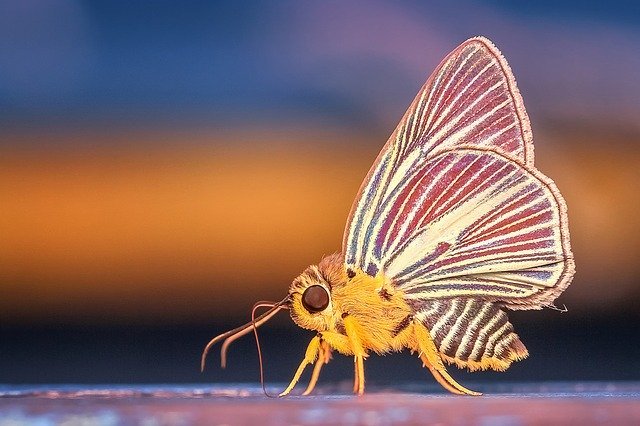 Un papillon de nuit avec des ailes colorées | Photo : Pixabay