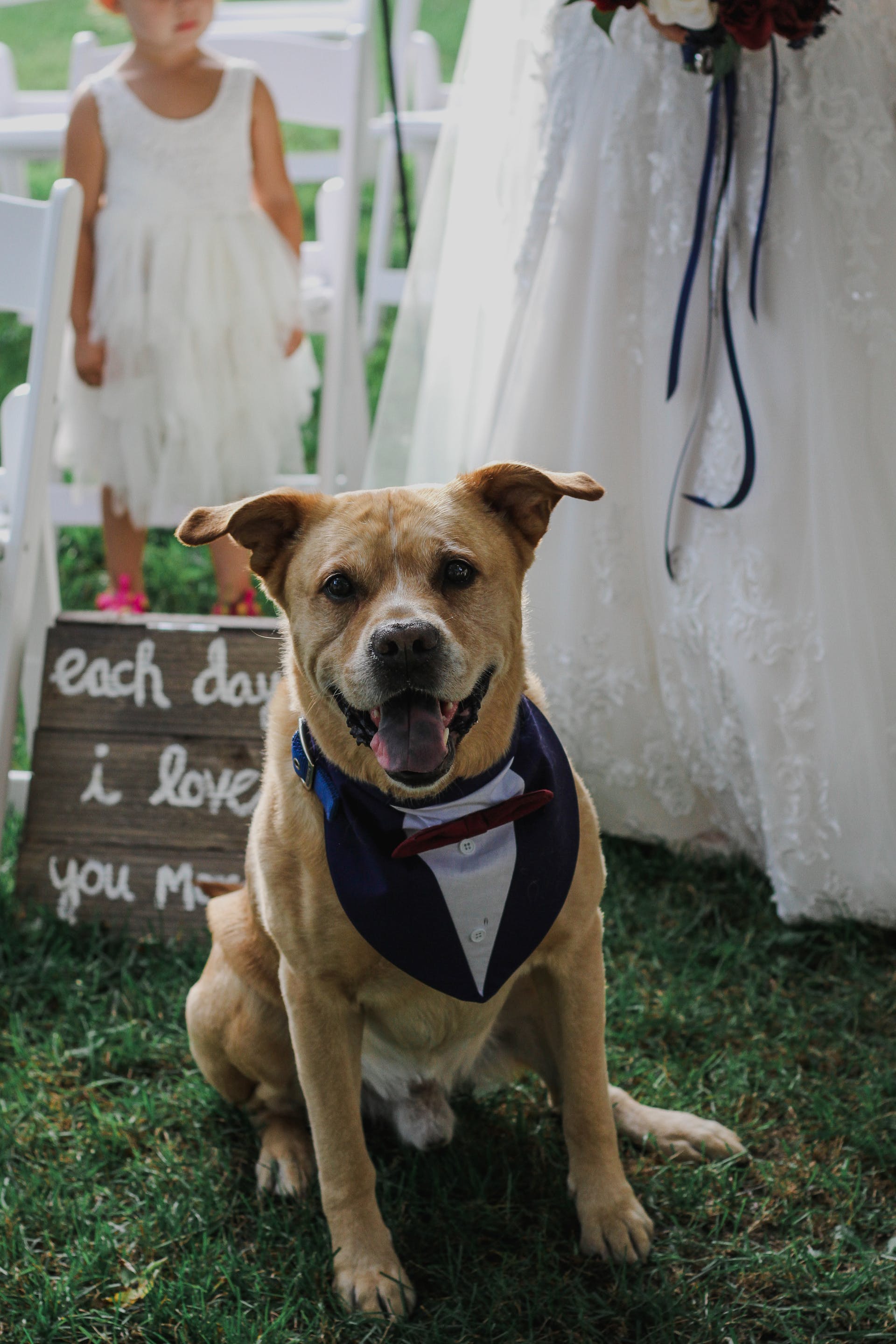 Um cachorro em um casamento |  Fonte: Pexels