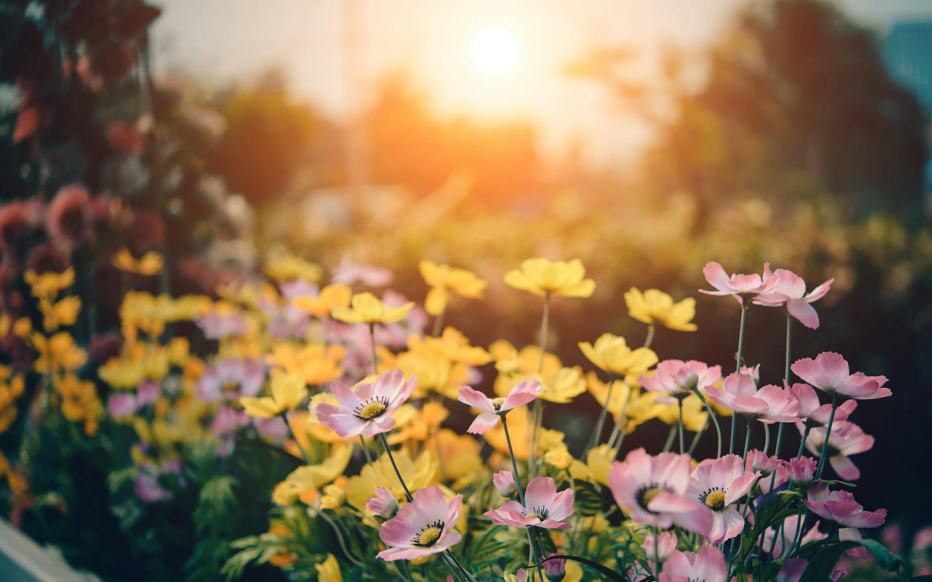 Un gros plan de fleurs dans un jardin | Source : Pexels