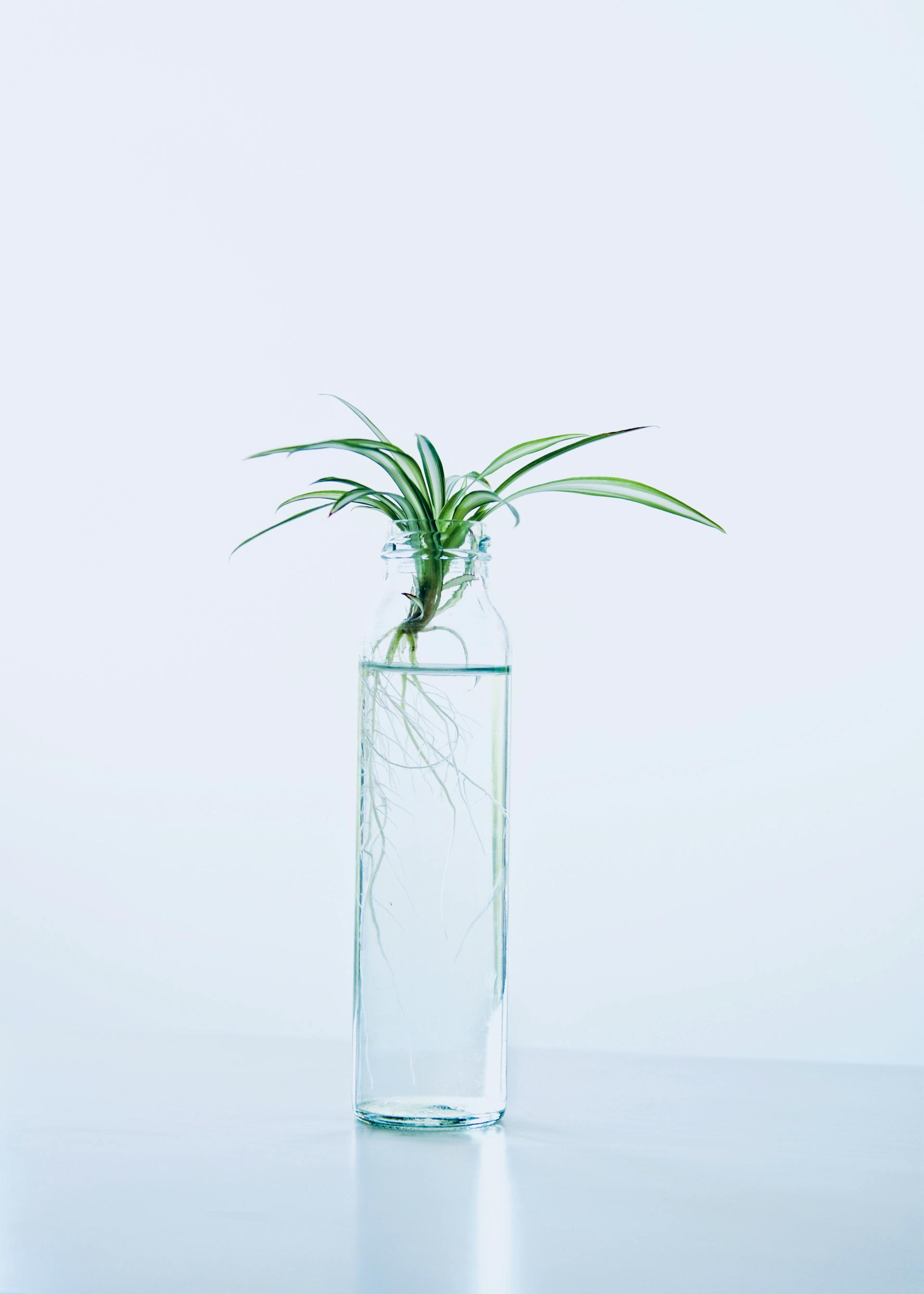 Une plante verte dans une bouteille en verre avec de l'eau | Source : Pexels