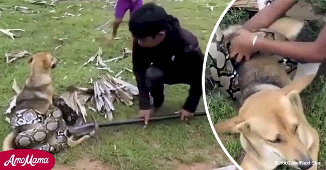 Ce serpent géant attrape un chien dans une poigne de mort, mais ces enfants courageux sont prêts à se battre pour leur ami