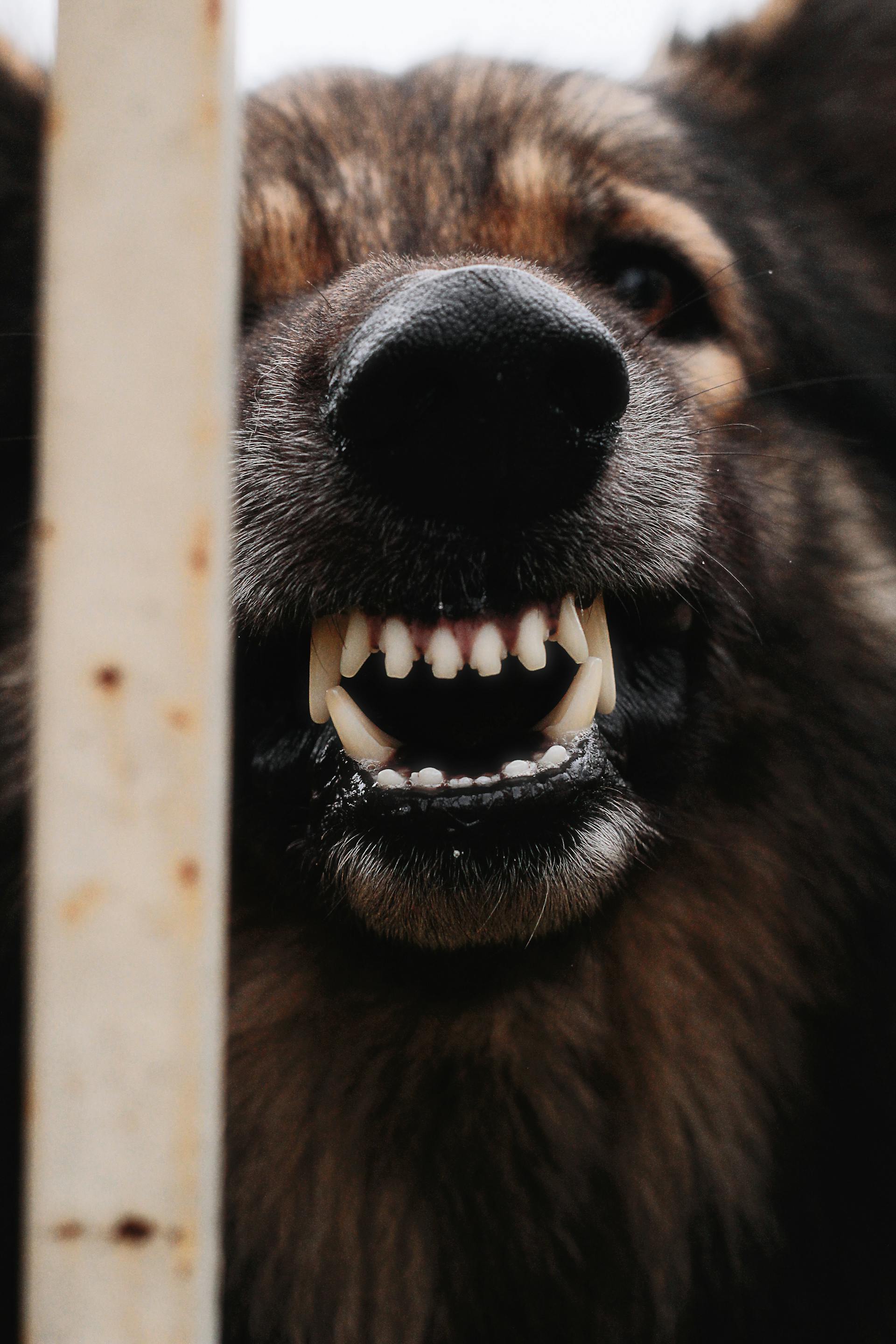 Un chien qui montre ses dents | Source : Pexels