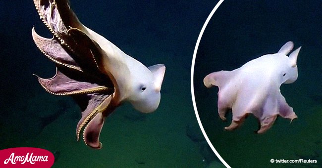 Une rare pieuvre 'Dumbo' aperçue par des scientifiques des grands fonds (vidéo)