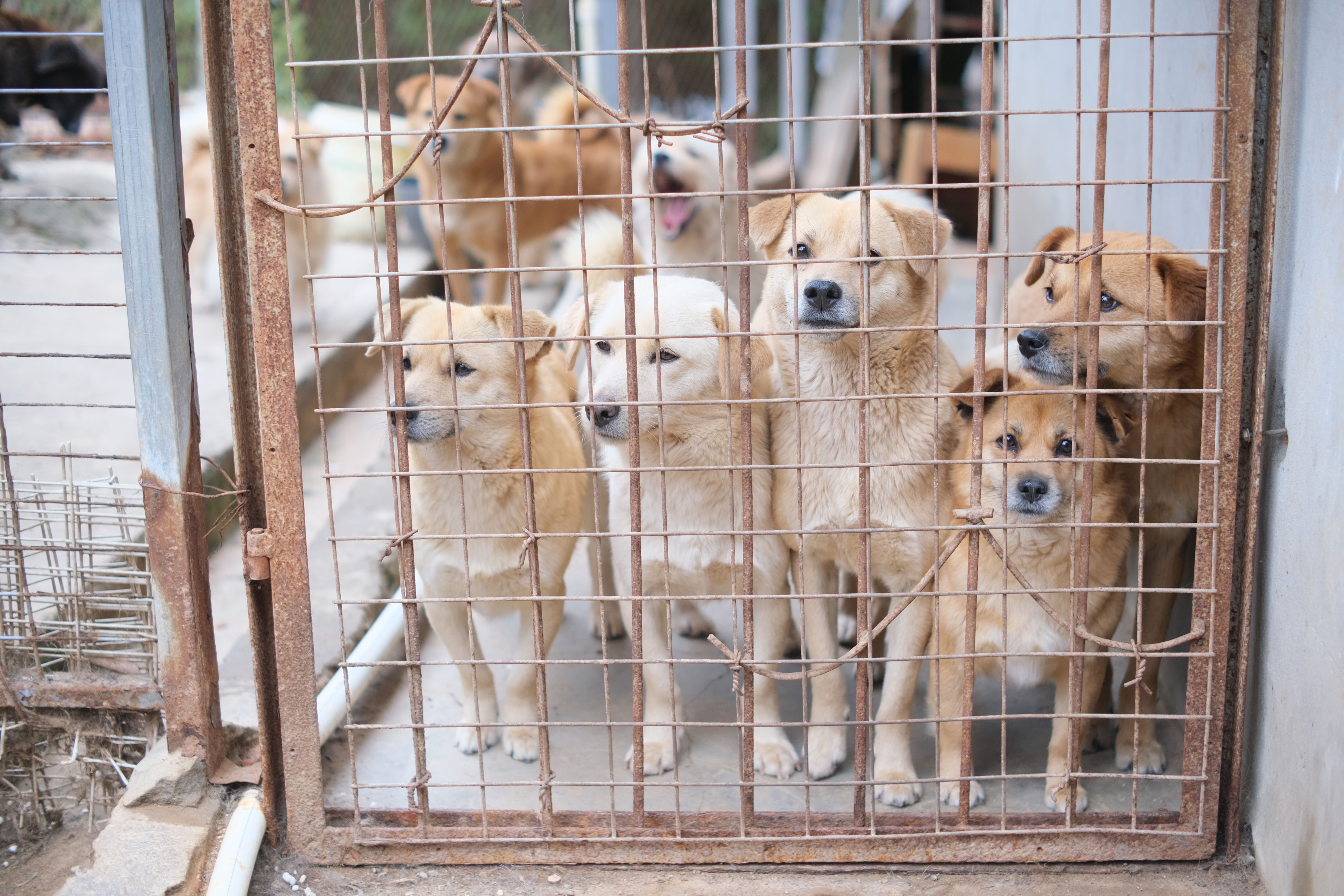 Chiens de sauvetage | Source : Pexels