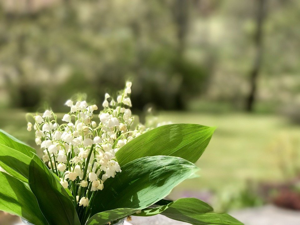 Fleur de muguet. | Photo : Pixabay