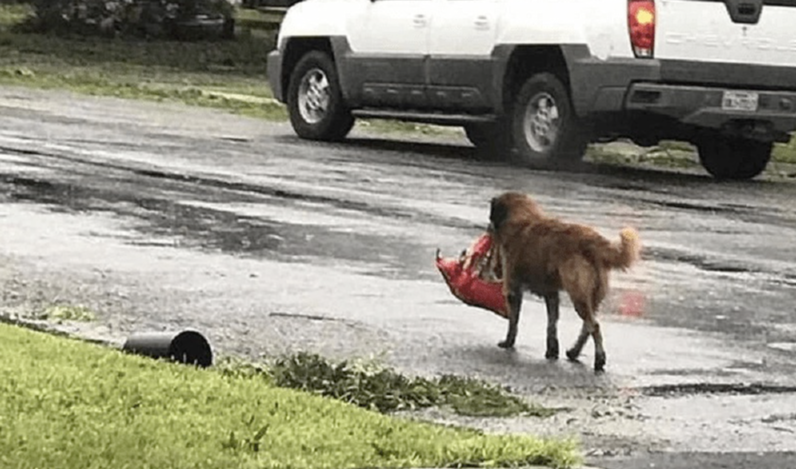 Un chien brun portant un sac rouge dans sa gueule | Source : Shutterstock