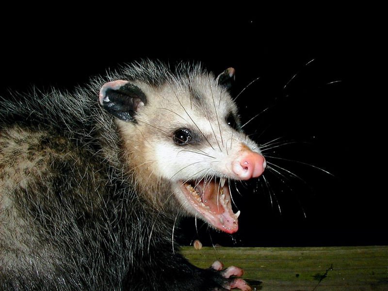 Un opossum de Virginie | Image : Wikimedia Commons