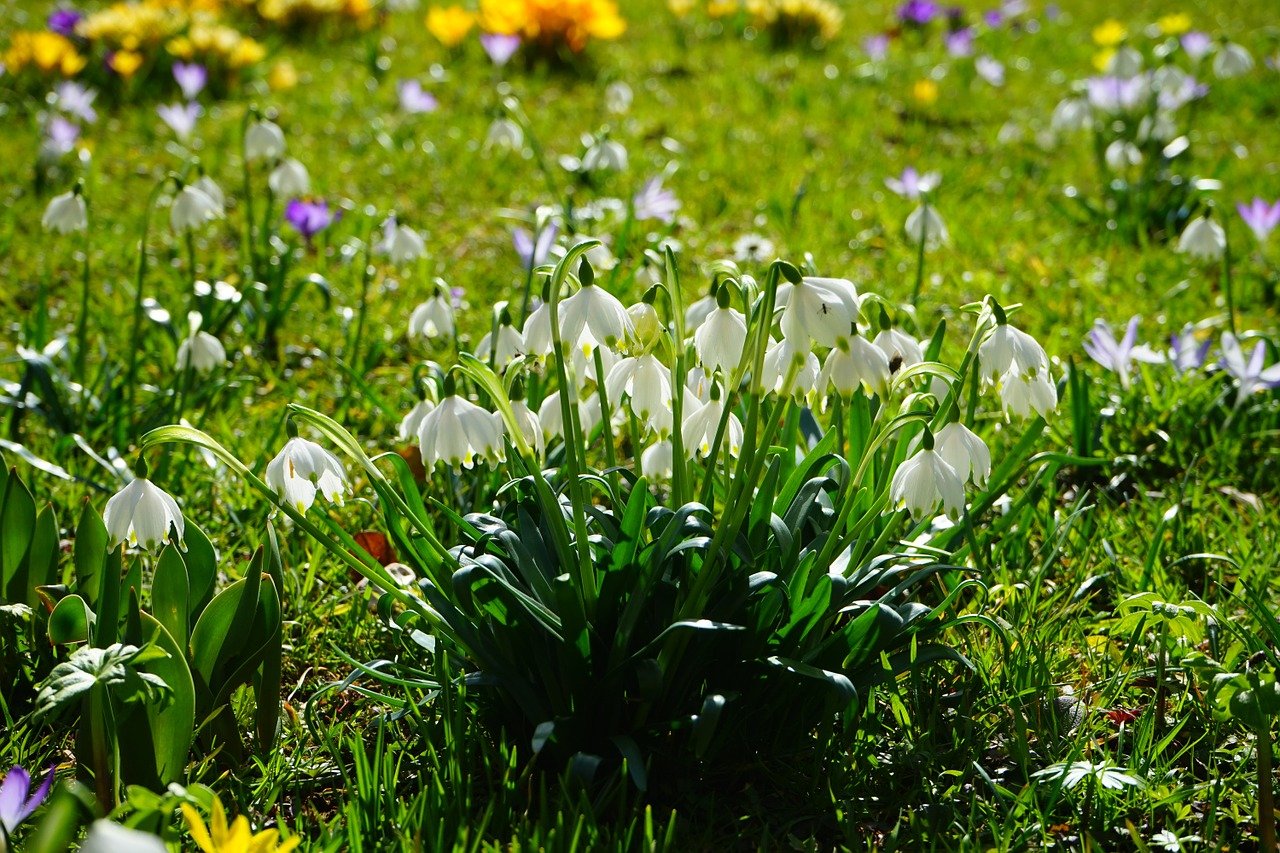 Le fleur Leucojum. | Pgoto : Pixabay