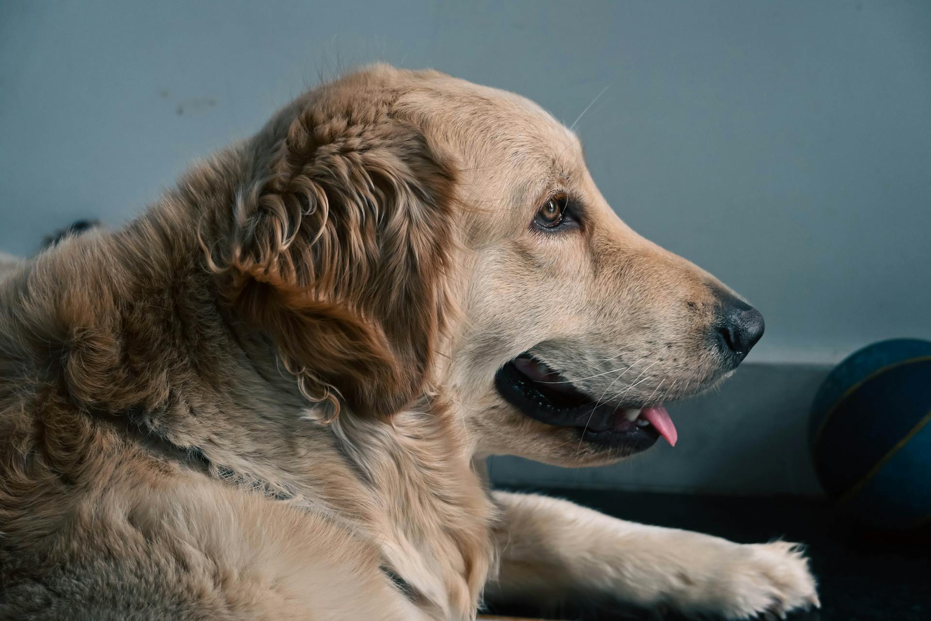 Un golden retriever à la langue pendante | Source : Pexels