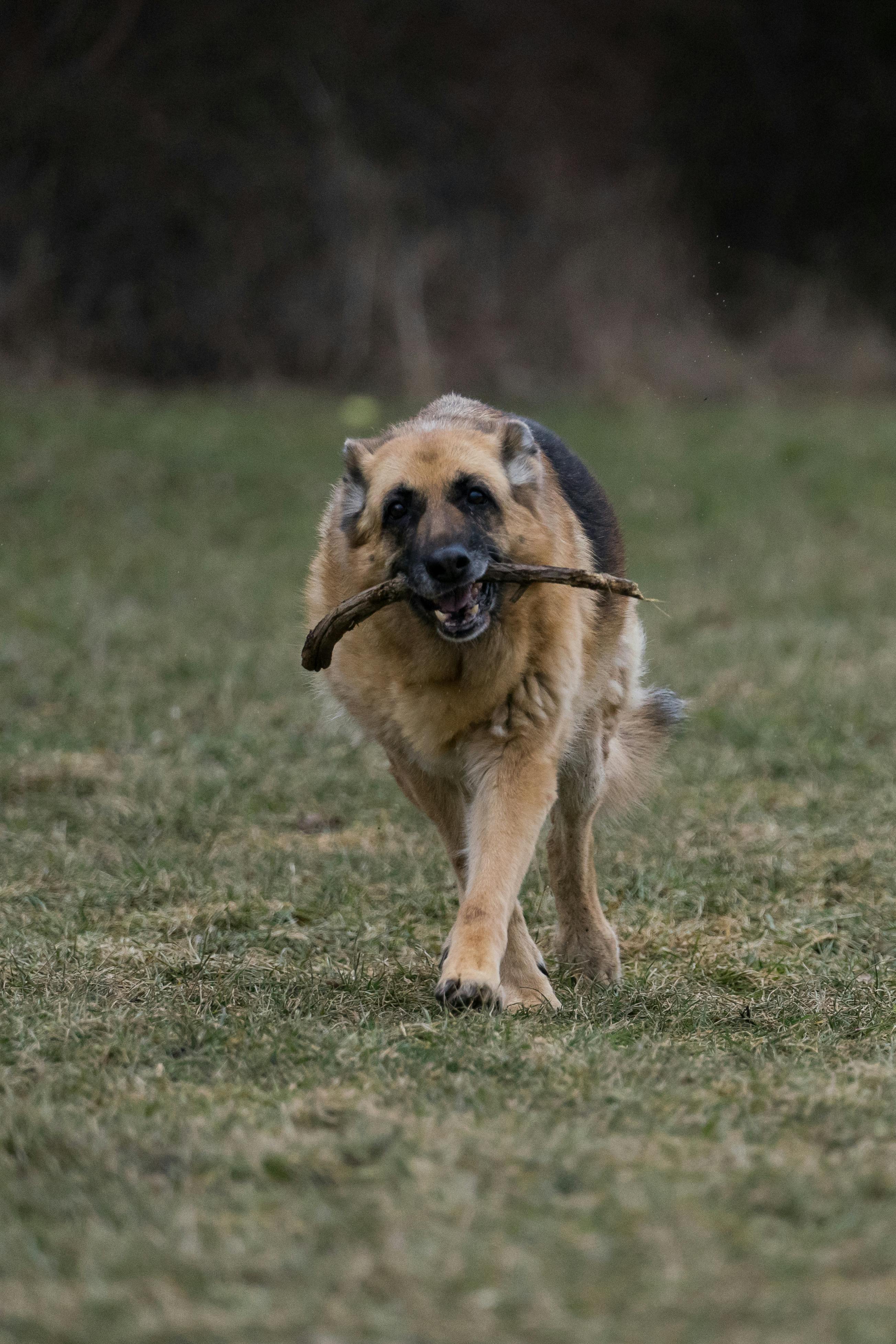 Un chien portant un bâton | Source : Pexels