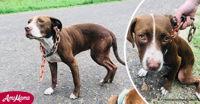 Un chien maigre et négligé a été abandonné avec une lourde chaîne sur son cou