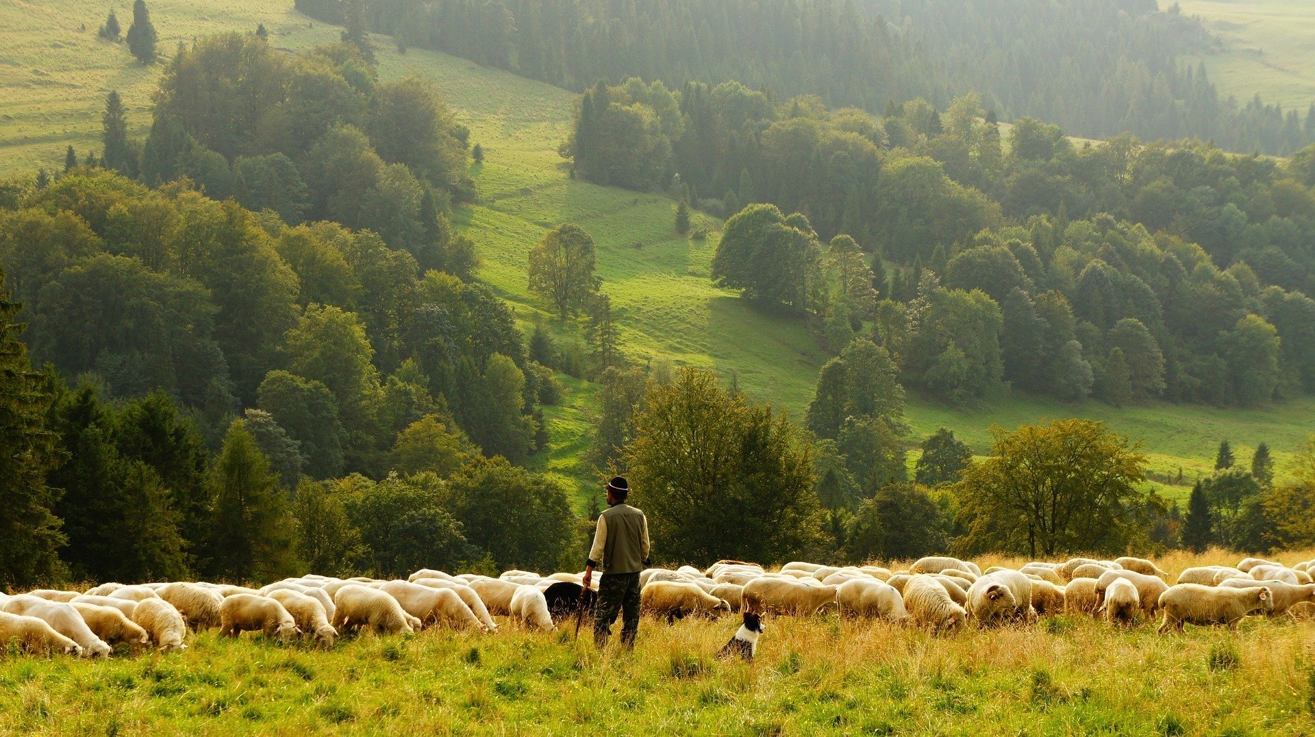 Un berger avec des moutons. | Photo : Pixabay
