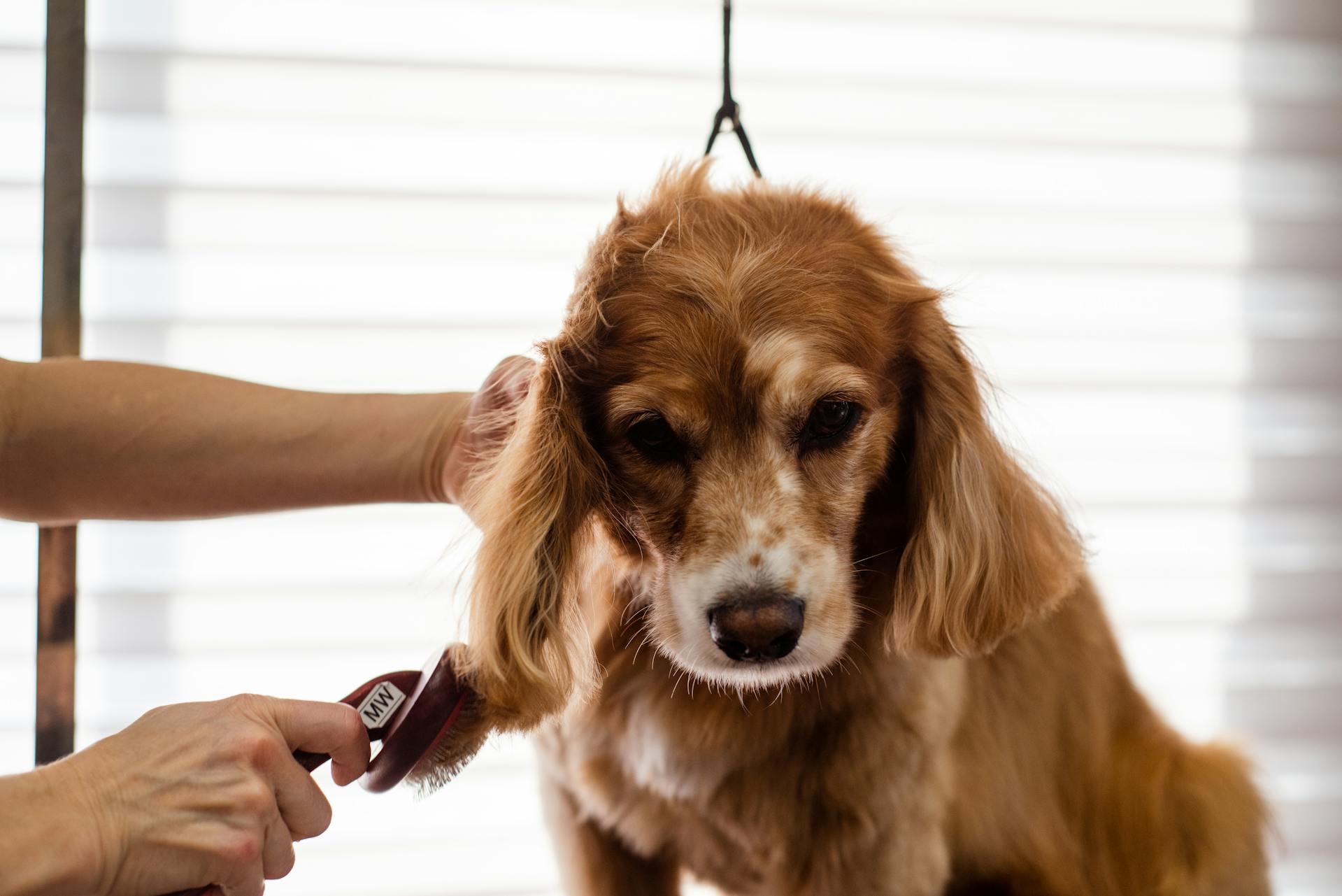 Un toiletteur pour chiens brosse un chien | Source : Pexels