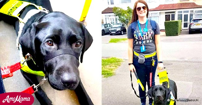 On a demandé à une femme aveugle de descendre du bus 'parce que son chien guide était noir' et non jaune
