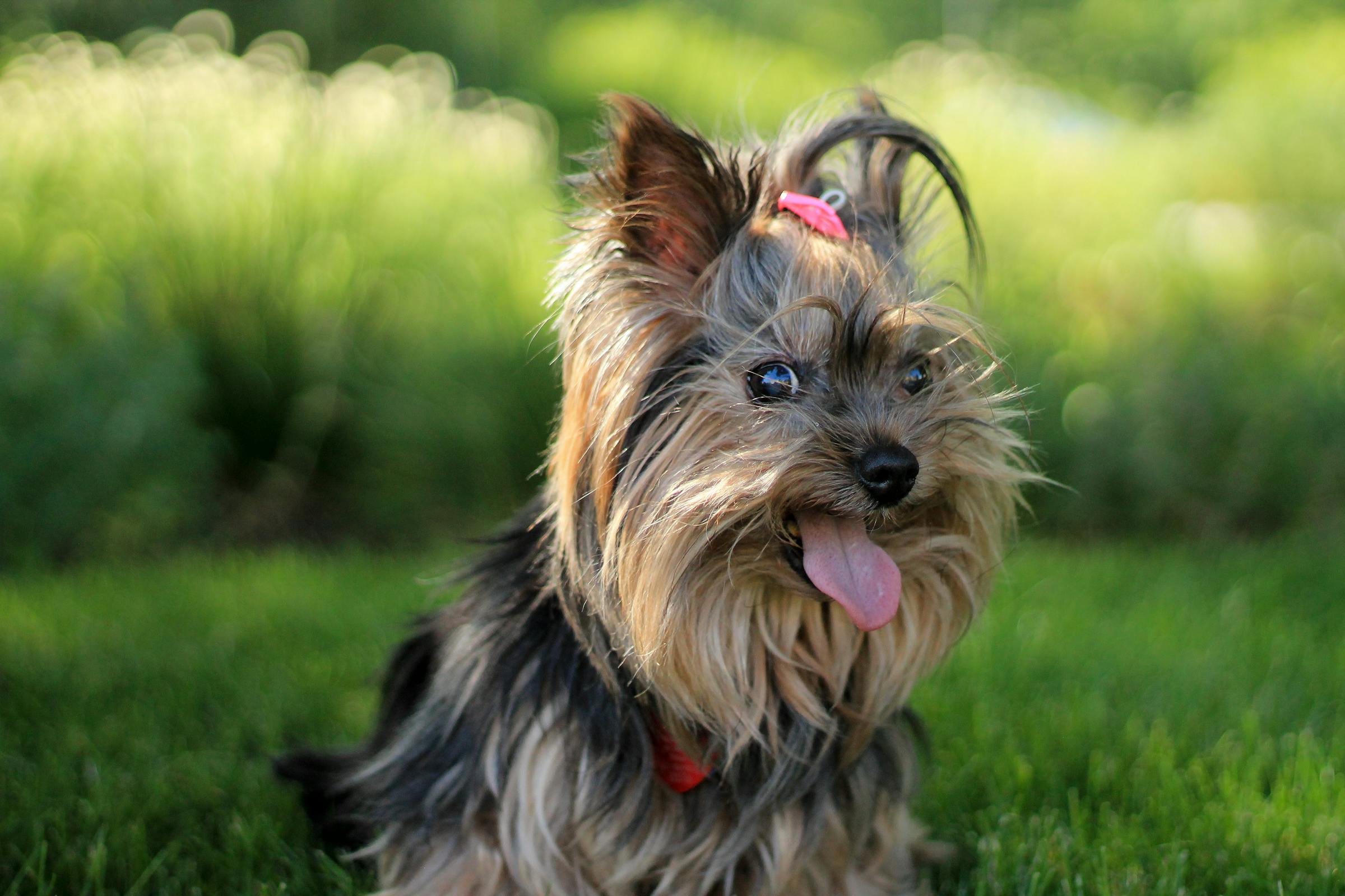 Un Yorkshire terrier qui tire la langue | Source : Pexels