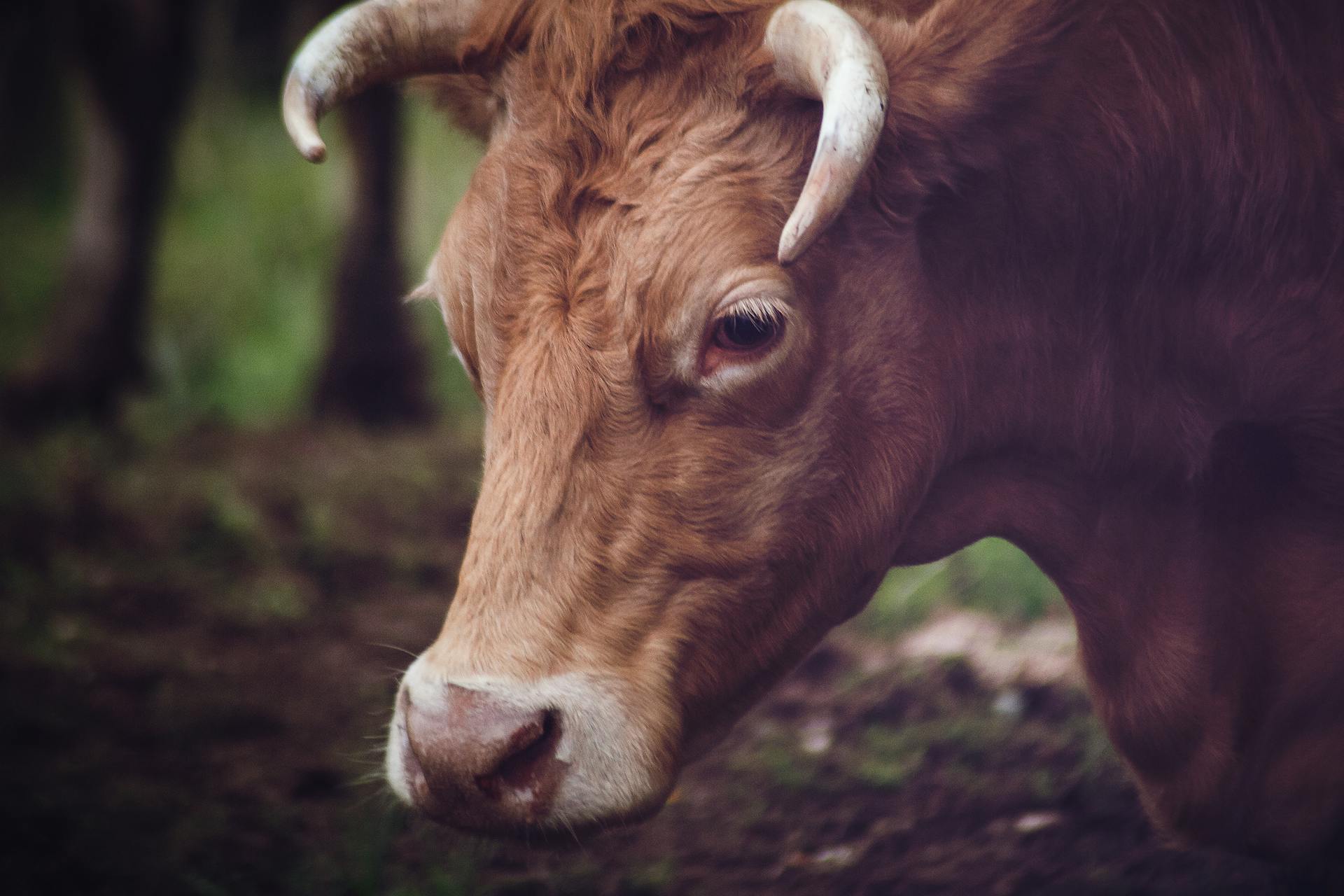 Gros plan sur le visage d'un taureau | Source : Pexels