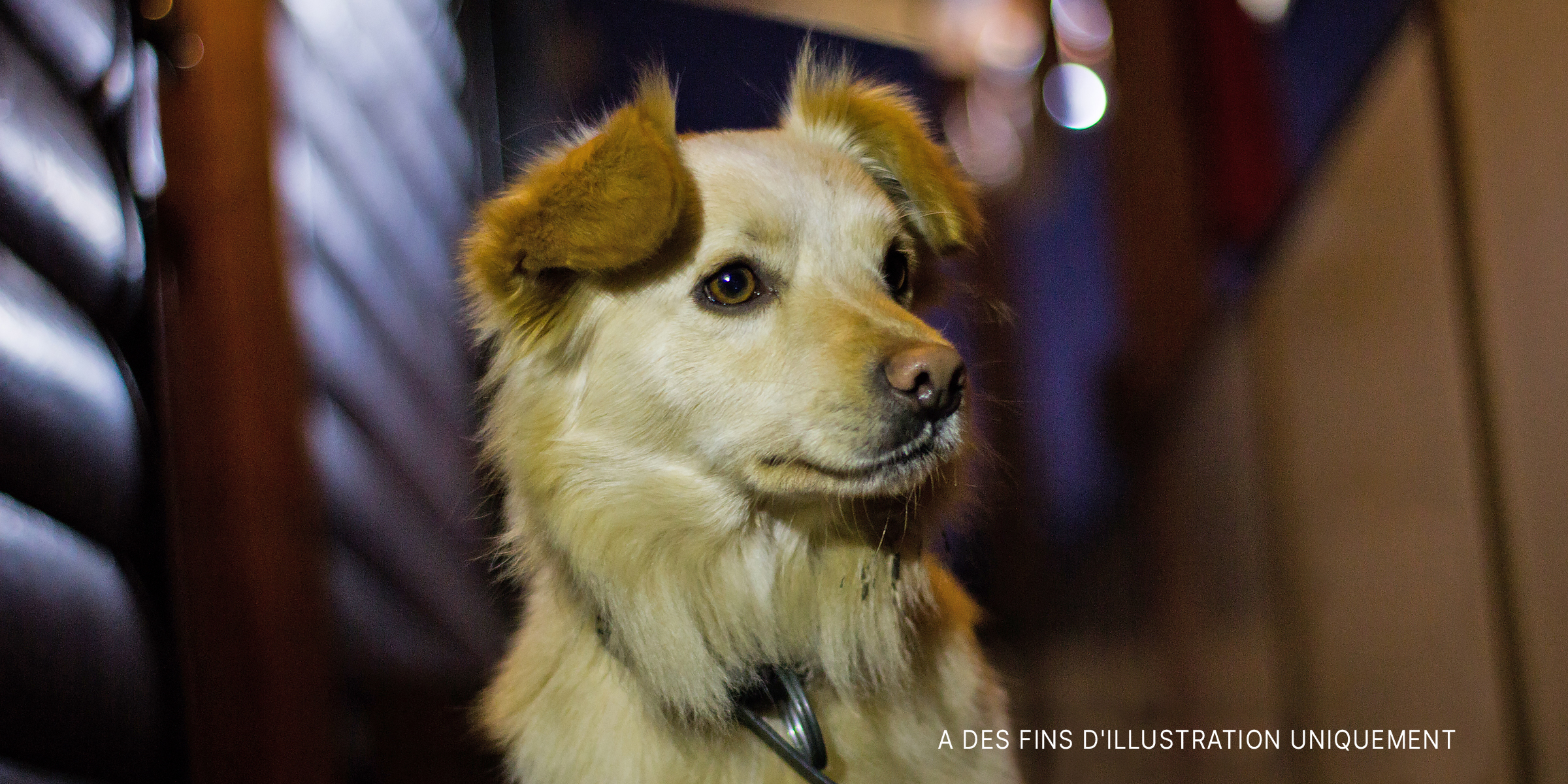 Gros plan d'un chien | Source : Shutterstock