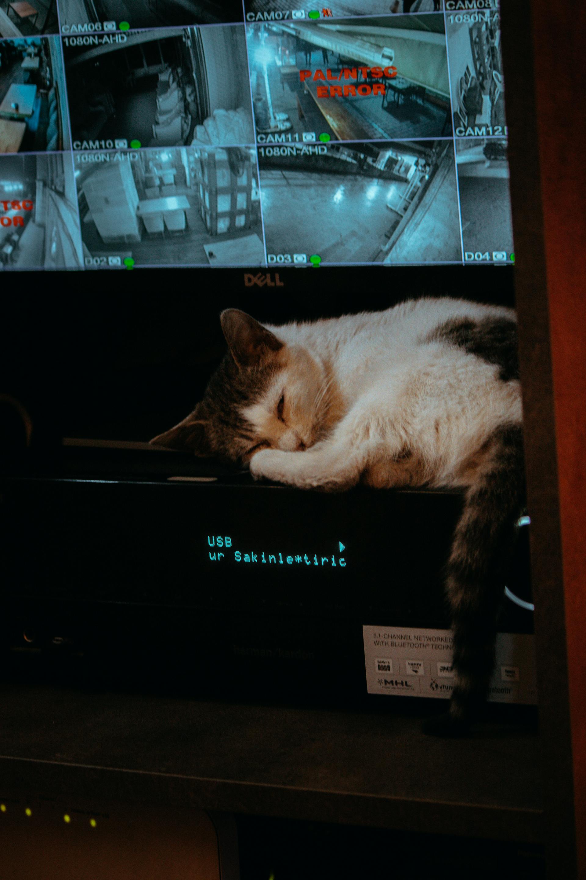 Un chat dormant sous un écran avec les images des caméras de vidéosurveillance | Source : Pexels