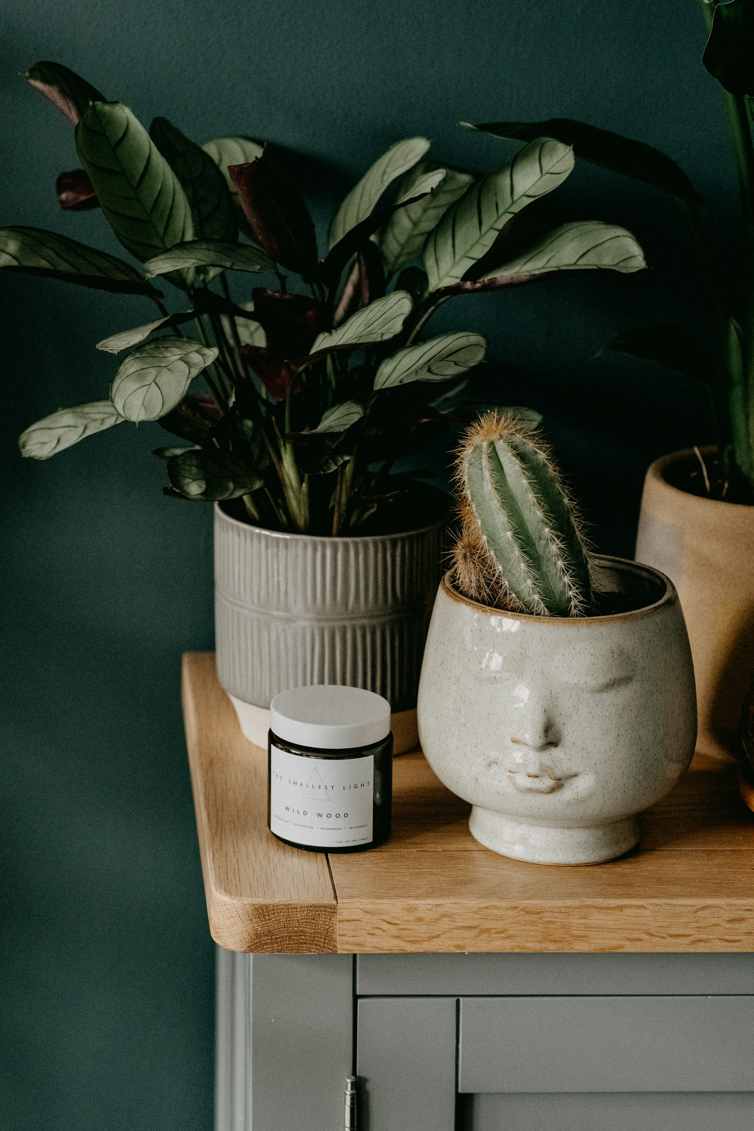 Plantes sur une table | Source : Unsplash