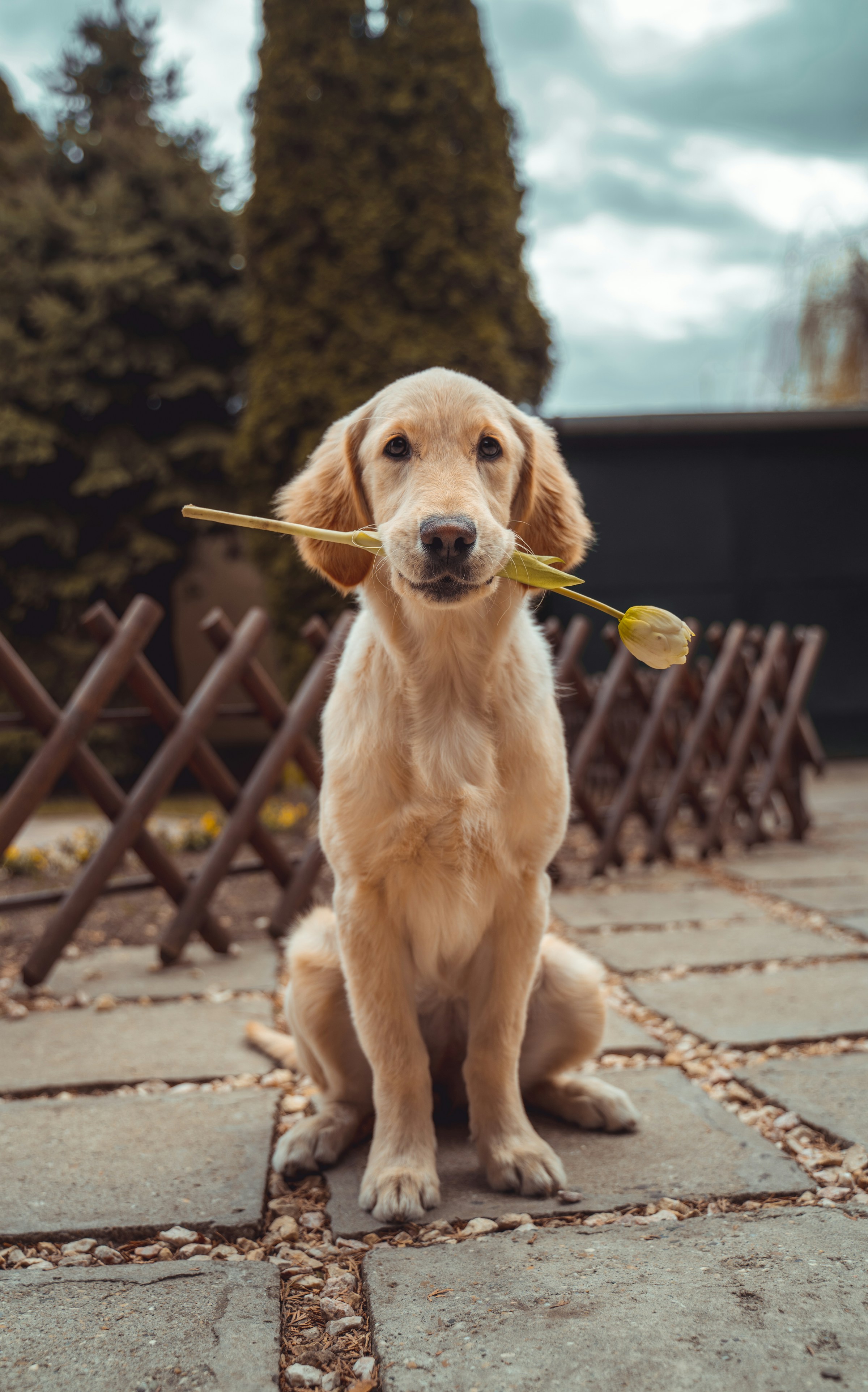 Un chien tenant une fleur | Source : Unsplash