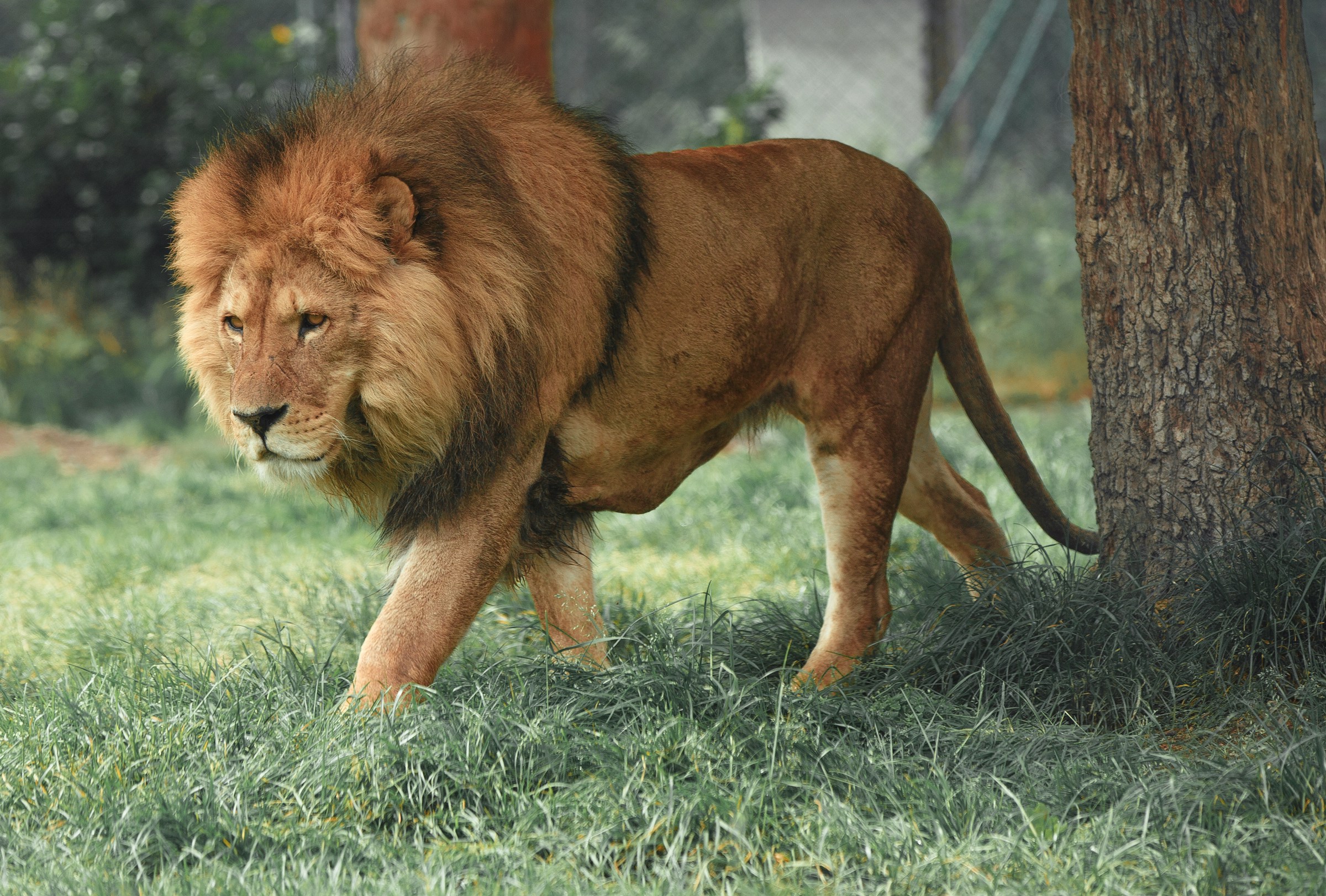 Un lion dans la jungle | Source : Unsplash