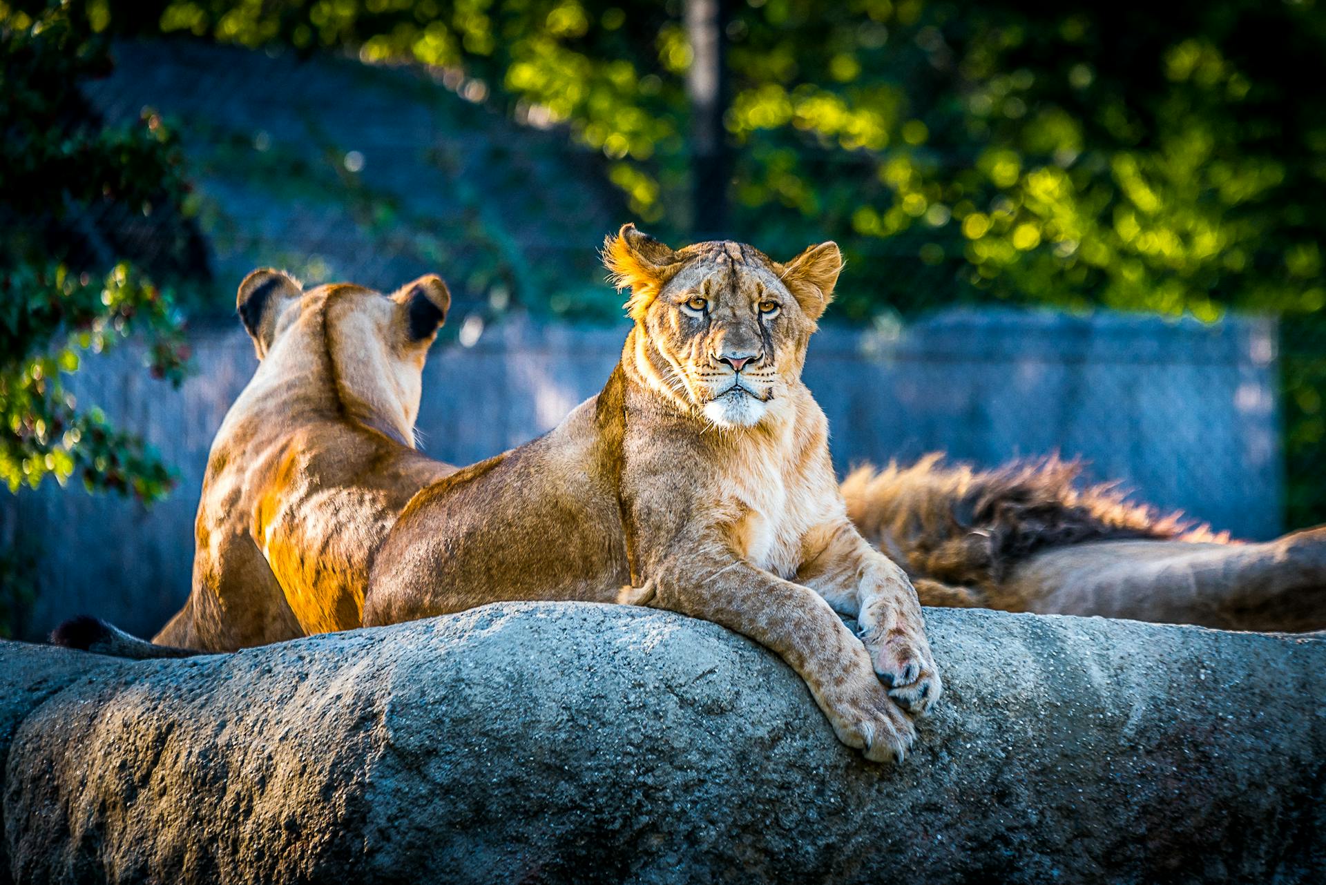 Lions assis sur un rocher | Source : Pexels