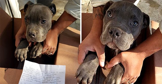 Un chien a été laissé dans une boîte à l'extérieur d'un refuge et a été découvert par les employés du refuge avec une lettre écrite à la main | Photo : Facebook/apadrinaxollines