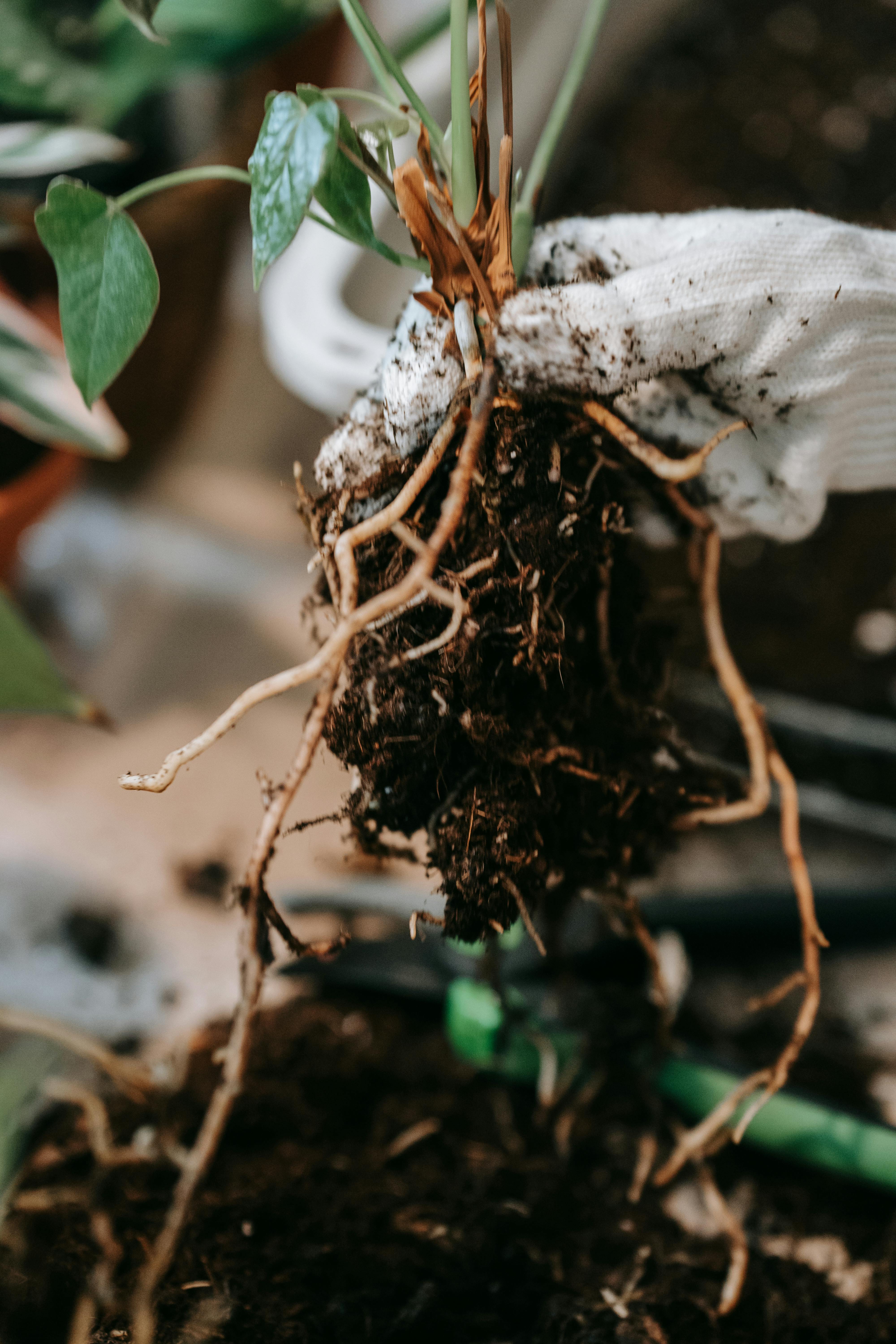 Gros plan sur les racines d'une plante | Source : Pexels