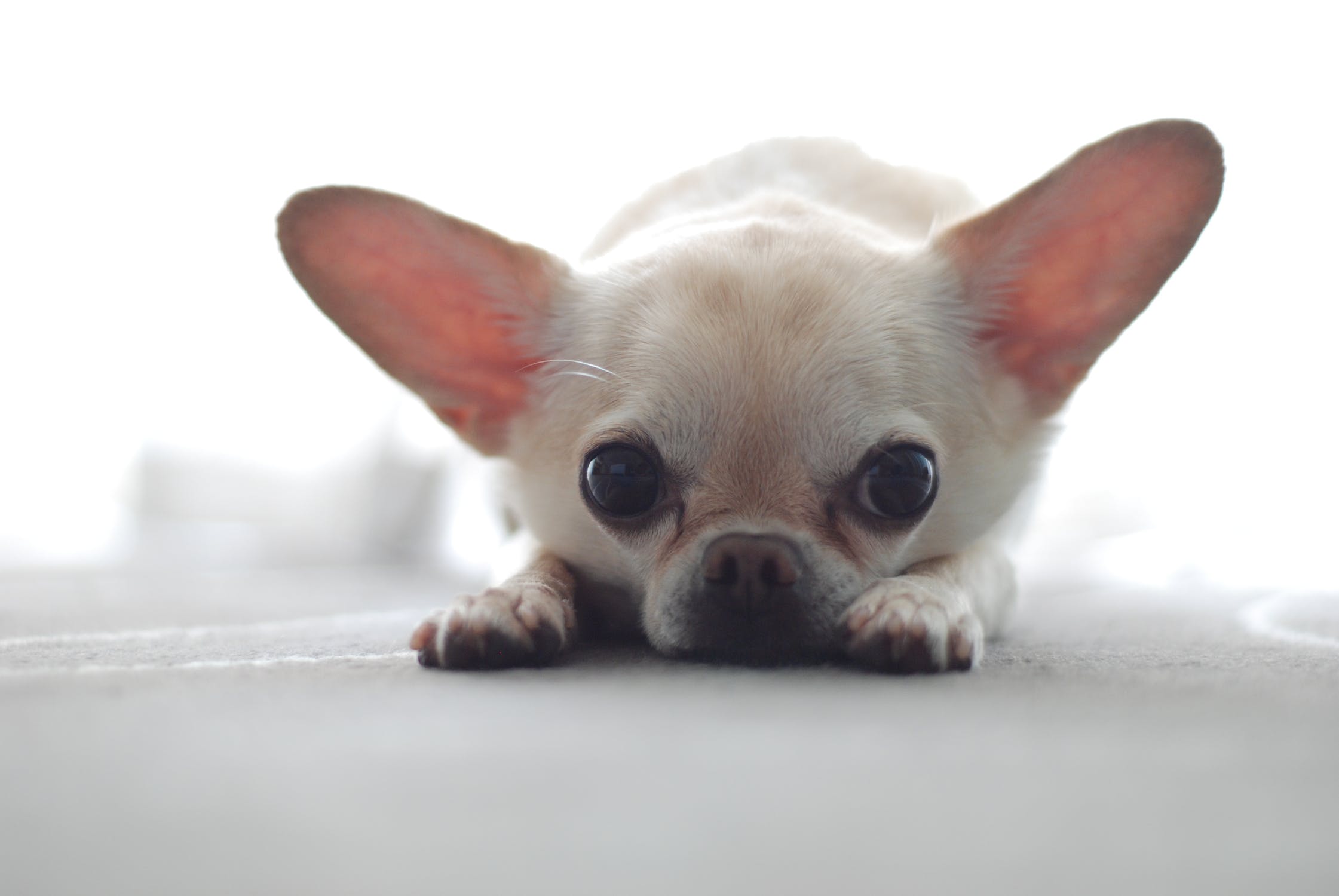 Chihuahua blanc. | Image : Pexels