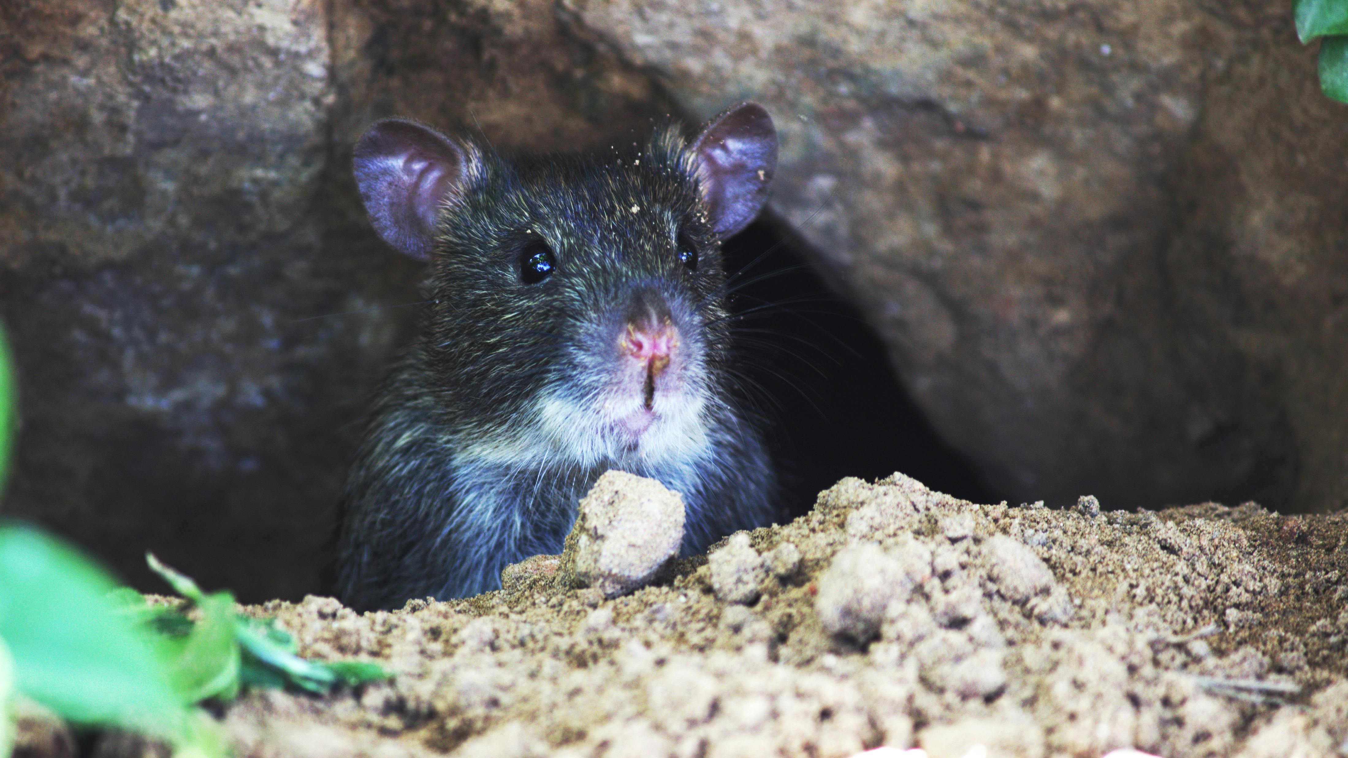 Un petit rat | Source : Pexels