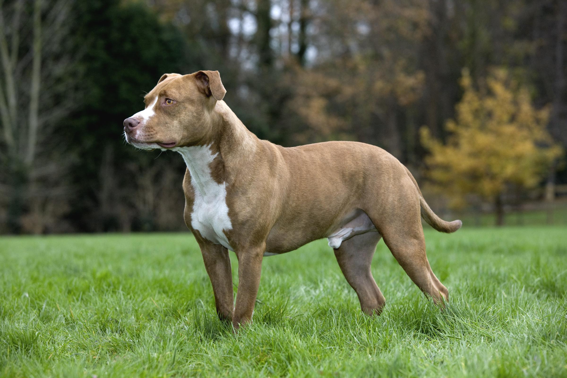 Photo d'illustration I Un American Staffordshire Terrier dans un jardin I Source : Getty Images