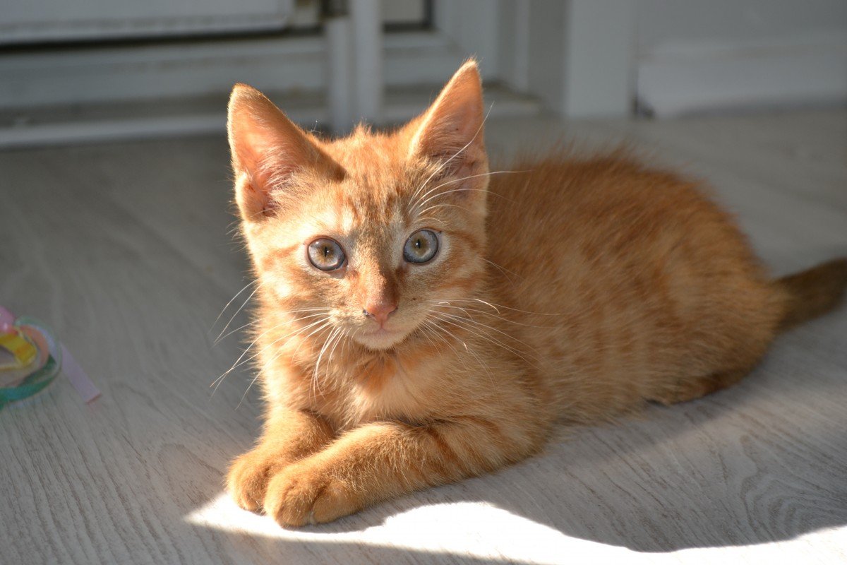 Chaton aux tons orangés reposant sur le sol. | Image : PxHere