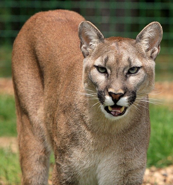 Puma. Source : Pixabay