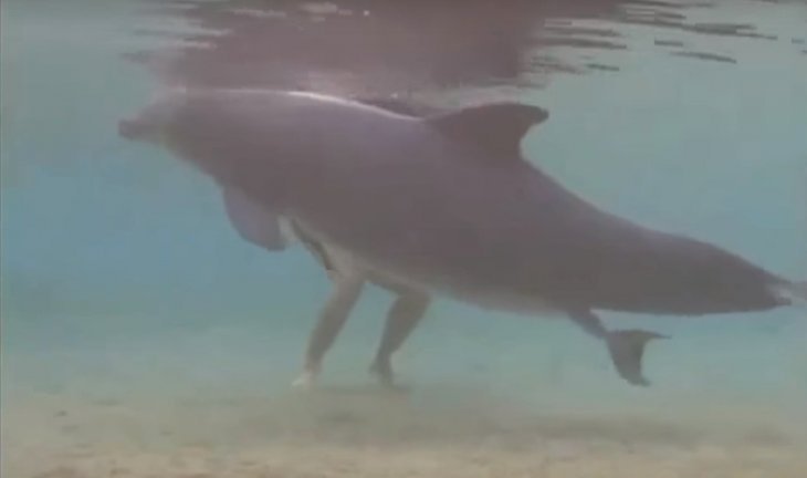 Source : YouTube Dolphin Give Birth on Camera