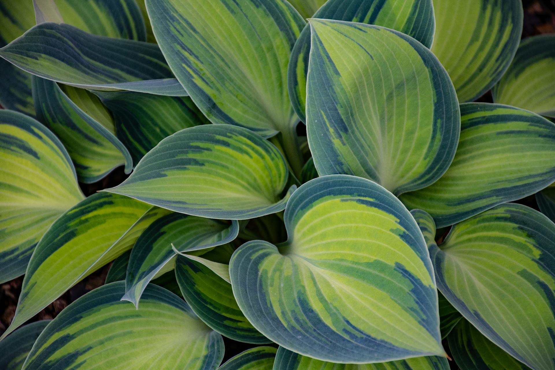 Un gros plan de feuilles | Source : Pexels