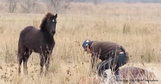 L'homme a sauvé un cheval sauvage aux pattes enchaînées et a reçu un "grand merci" en retour