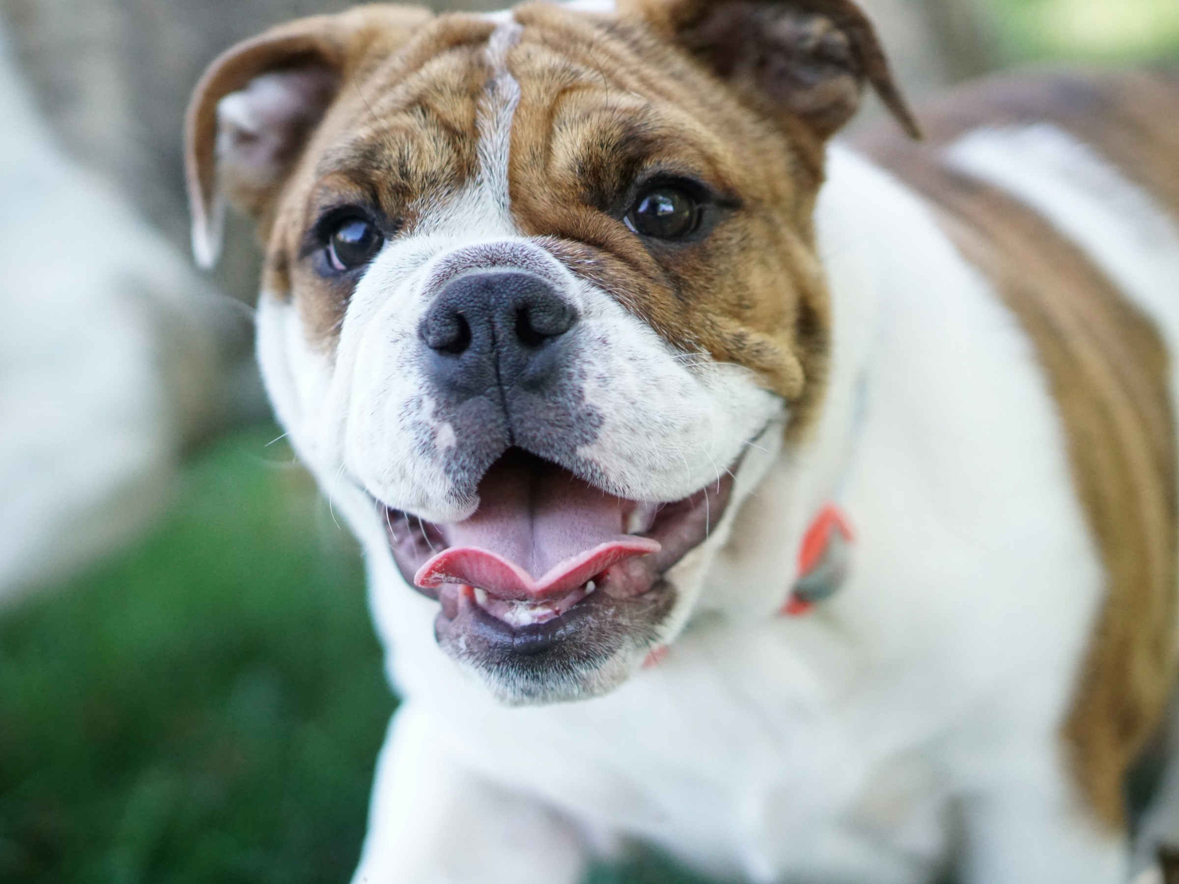 Gros plan d'un mignon bouledogue | Source : Unsplash