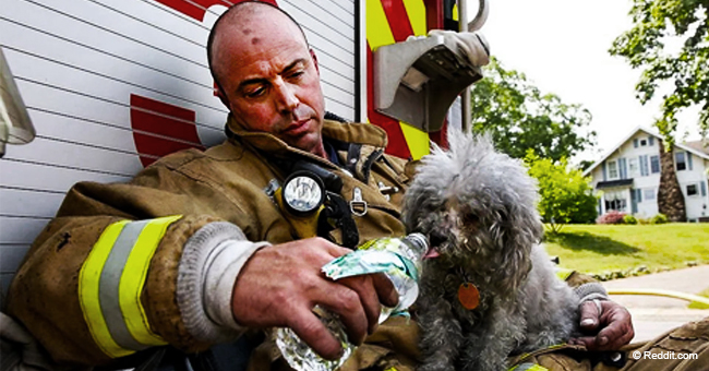 Des pompiers courageux qui risquent leur vie pour sauver des animaux