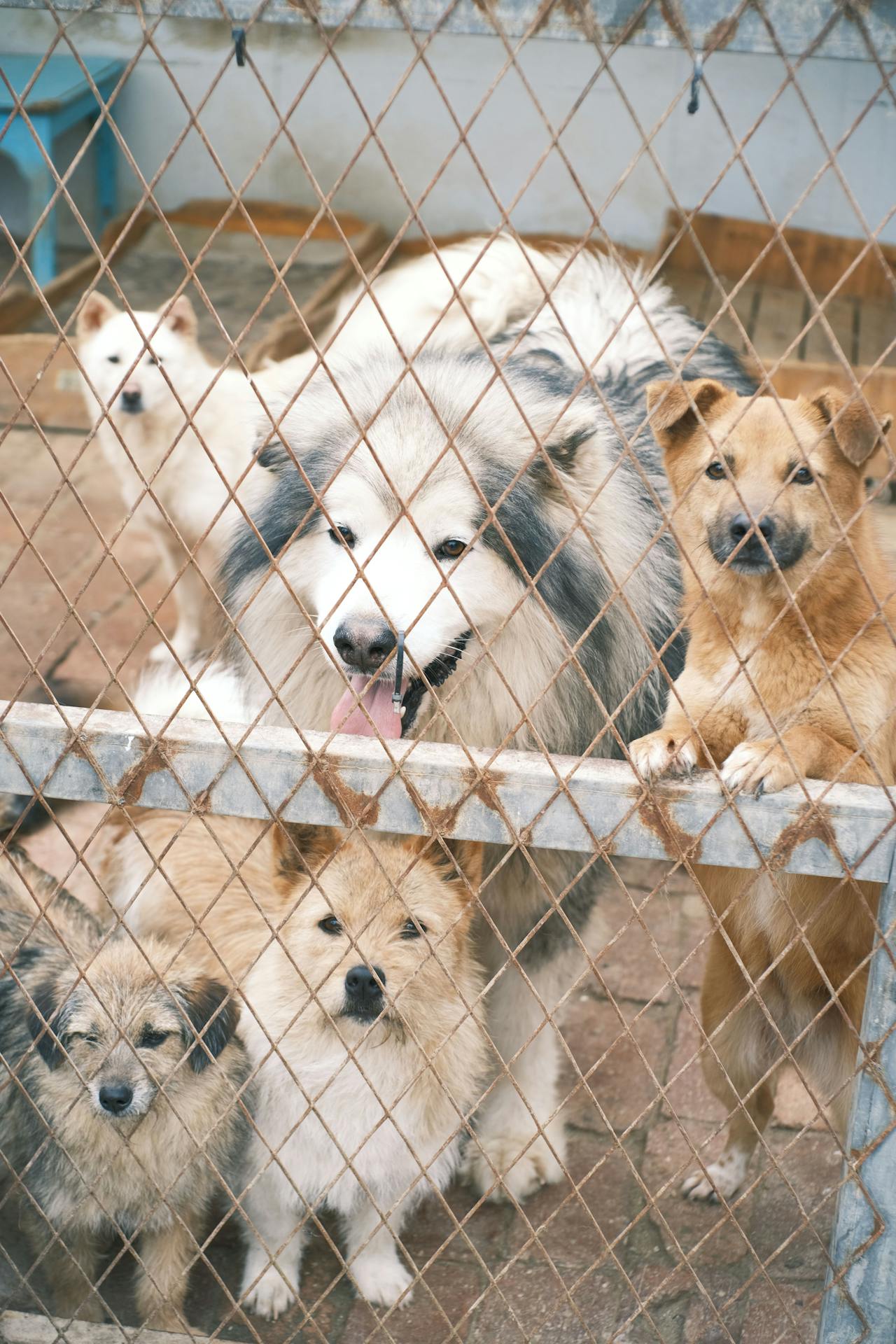 Chiens dans un refuge | Source : Pexels