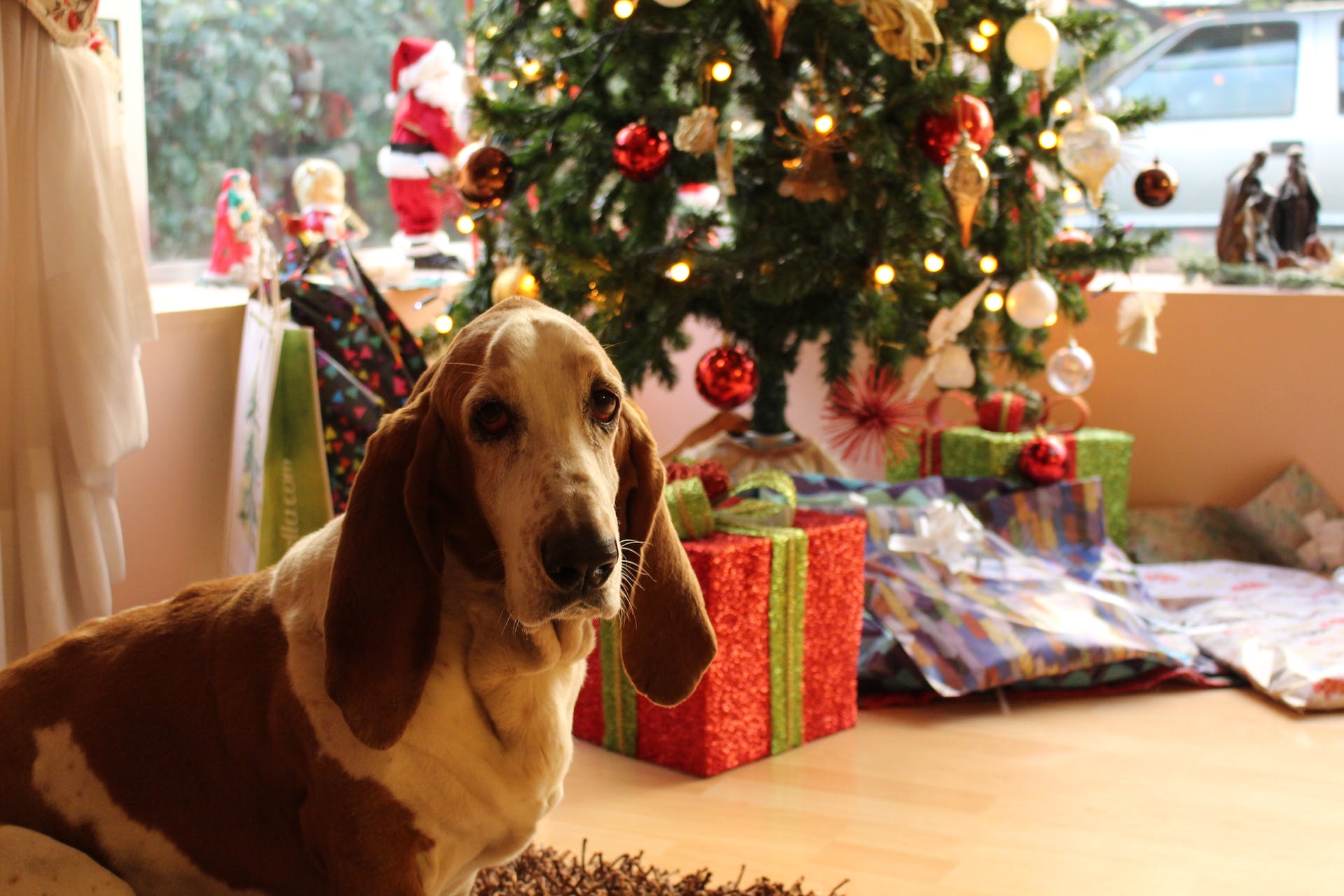 Un chien assis à côté d'un sapin de Noël | Source : Pexels