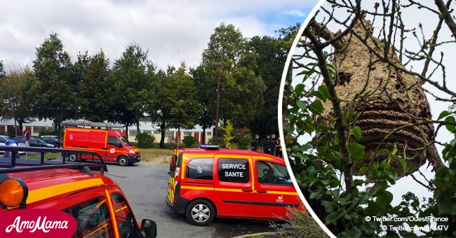 "Un vrai nuage de frelons asiatiques" attaquent des coureurs près de Rennes, dix-huit blessés