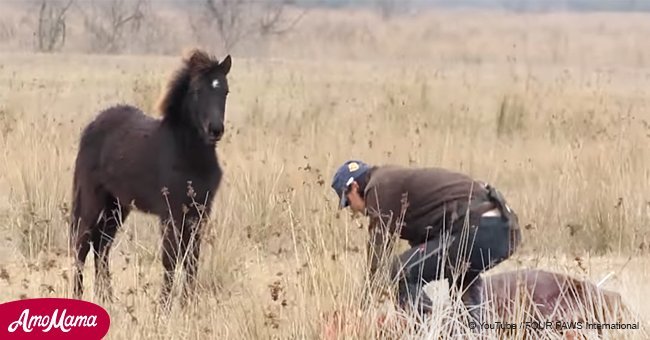 Un homme a sauvé un cheval sauvage au pattes enchaînés avant que l'animal ne "remercie" son sauveur d'une façon incroyable