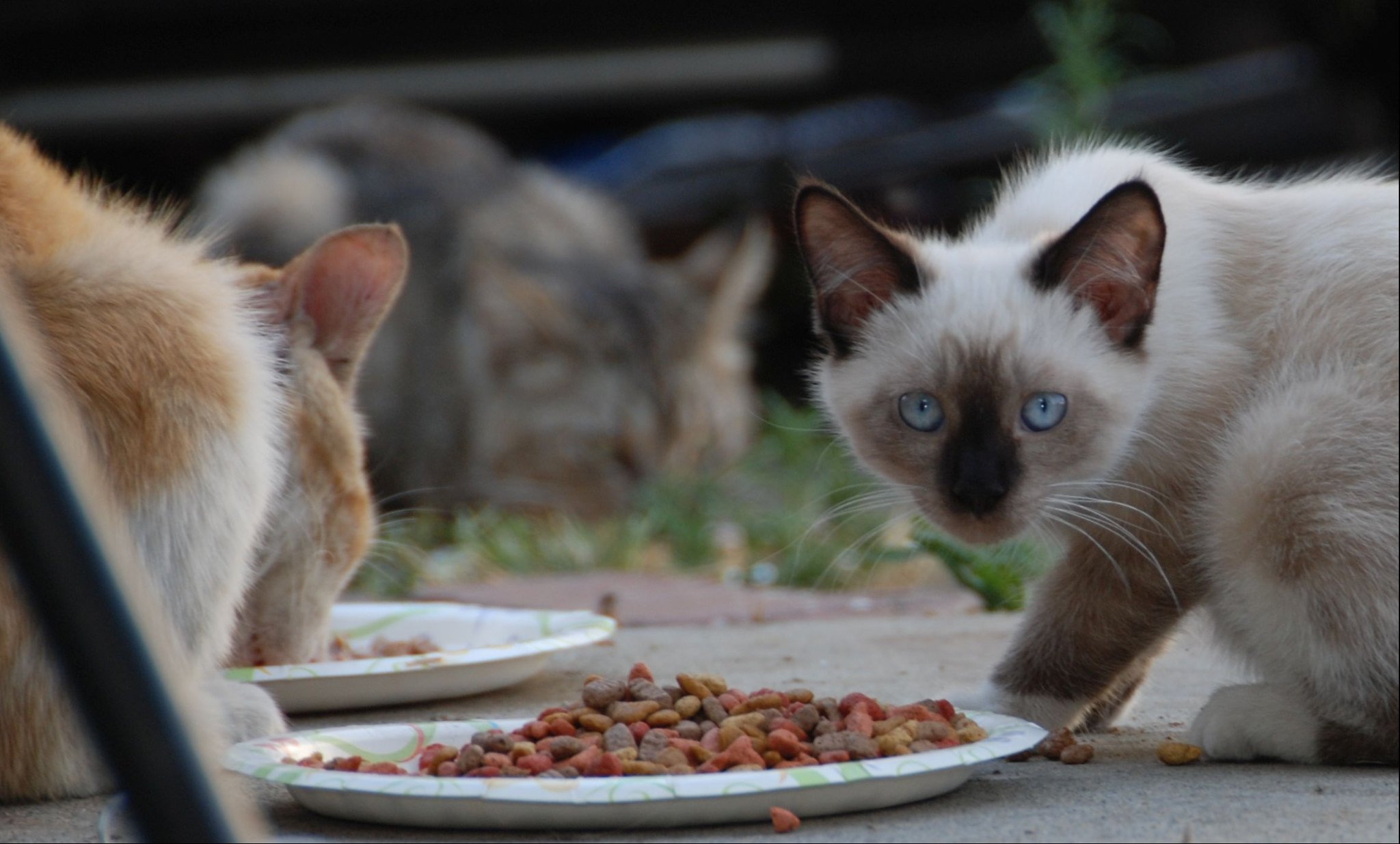 Alimentation des chats | Image: Flickr