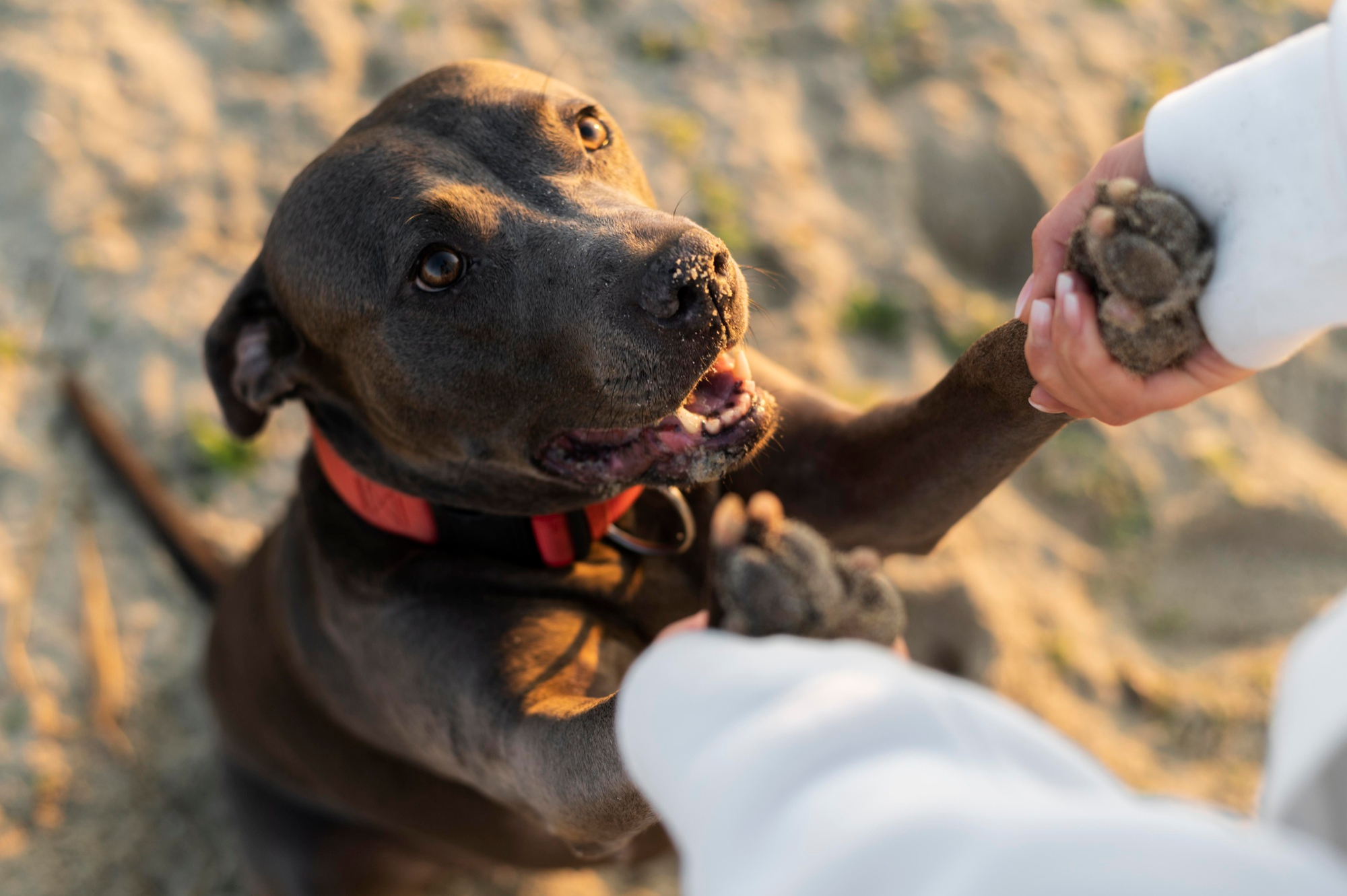 Un chien fidèle avec sa personne | Source : Freepik