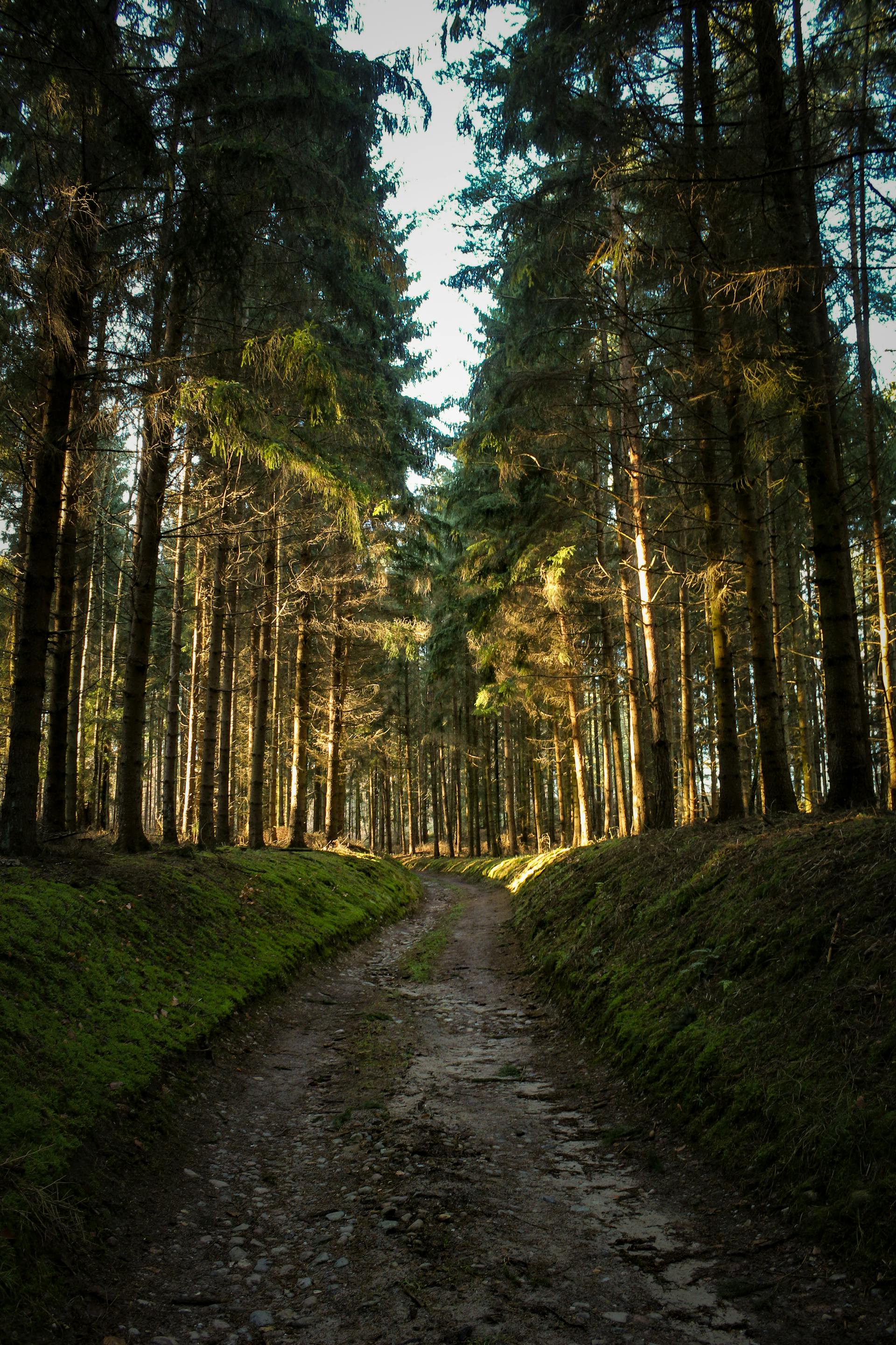 Un chemin de terre à travers une forêt | Source : Pexels