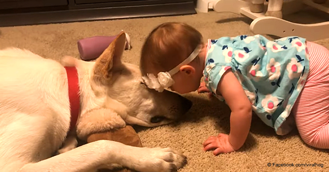 Un chien a volé la vedette en partageant des baisers avec une petite fille dans une vidéo virale