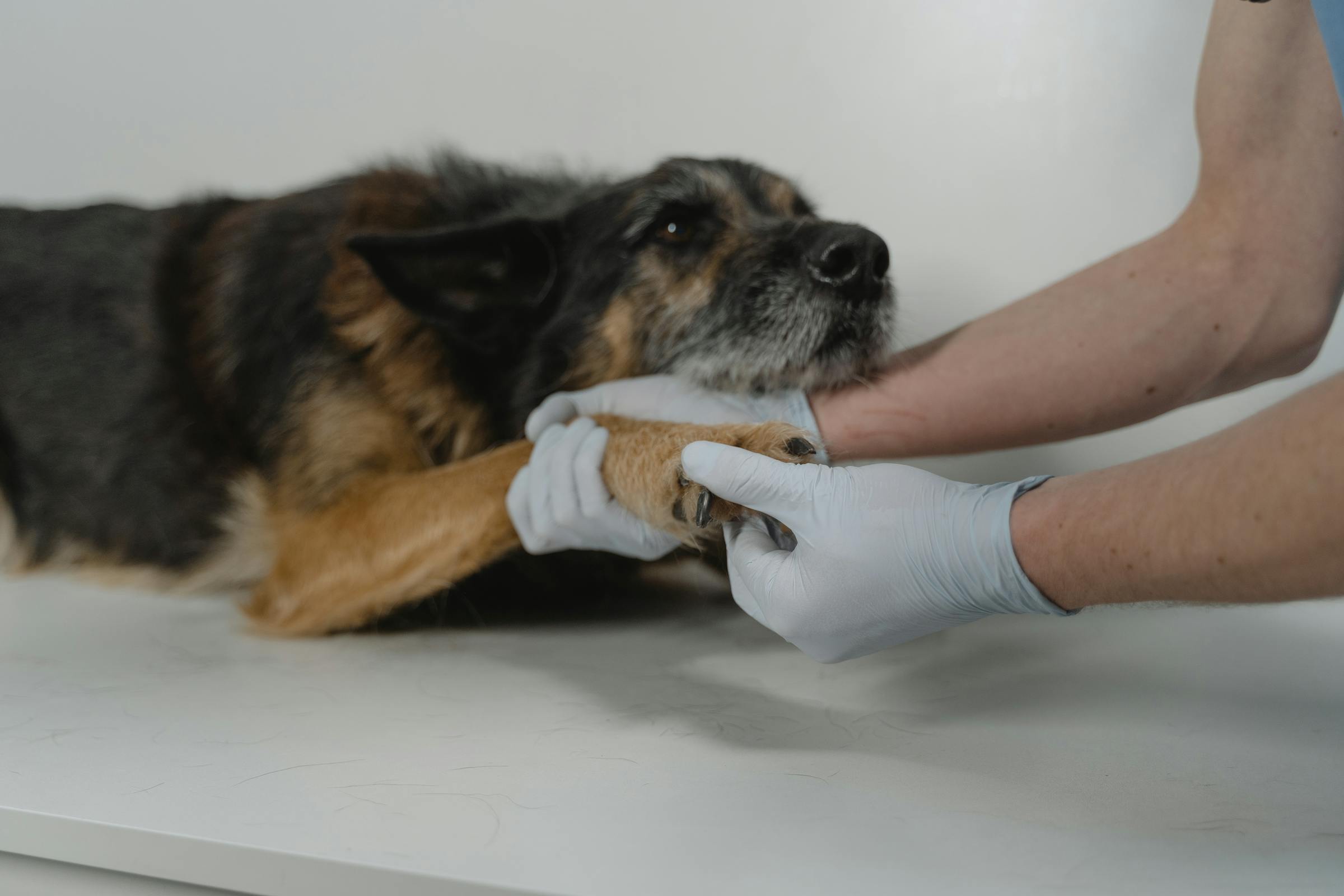 Un chien examiné par un vétérinaire | Source : Pexels