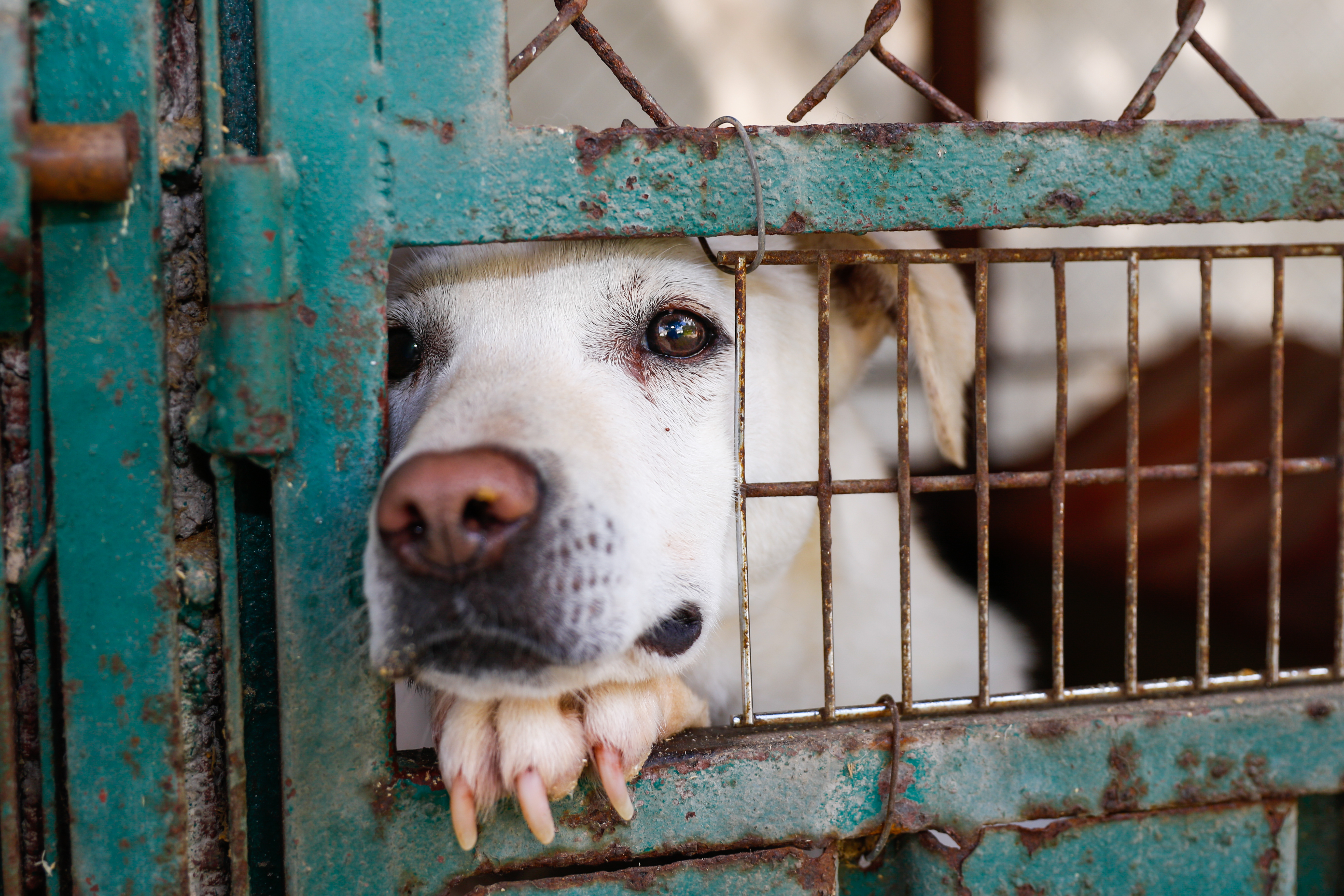 Un chien dans un refuge | Source : Getty Images