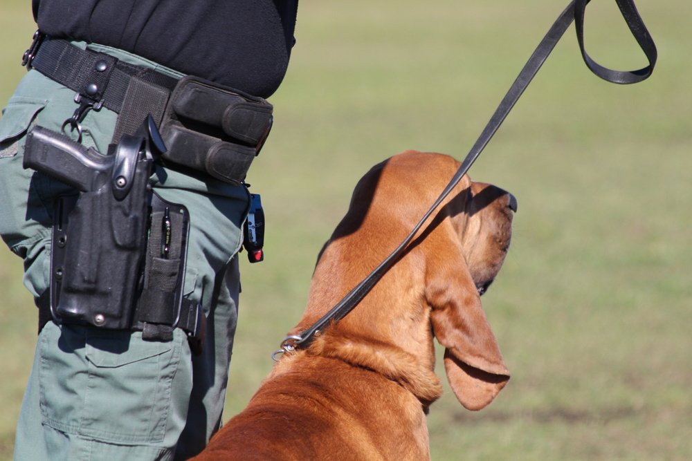 Un chien Saint-Hubert. | Photo : Shutterstock